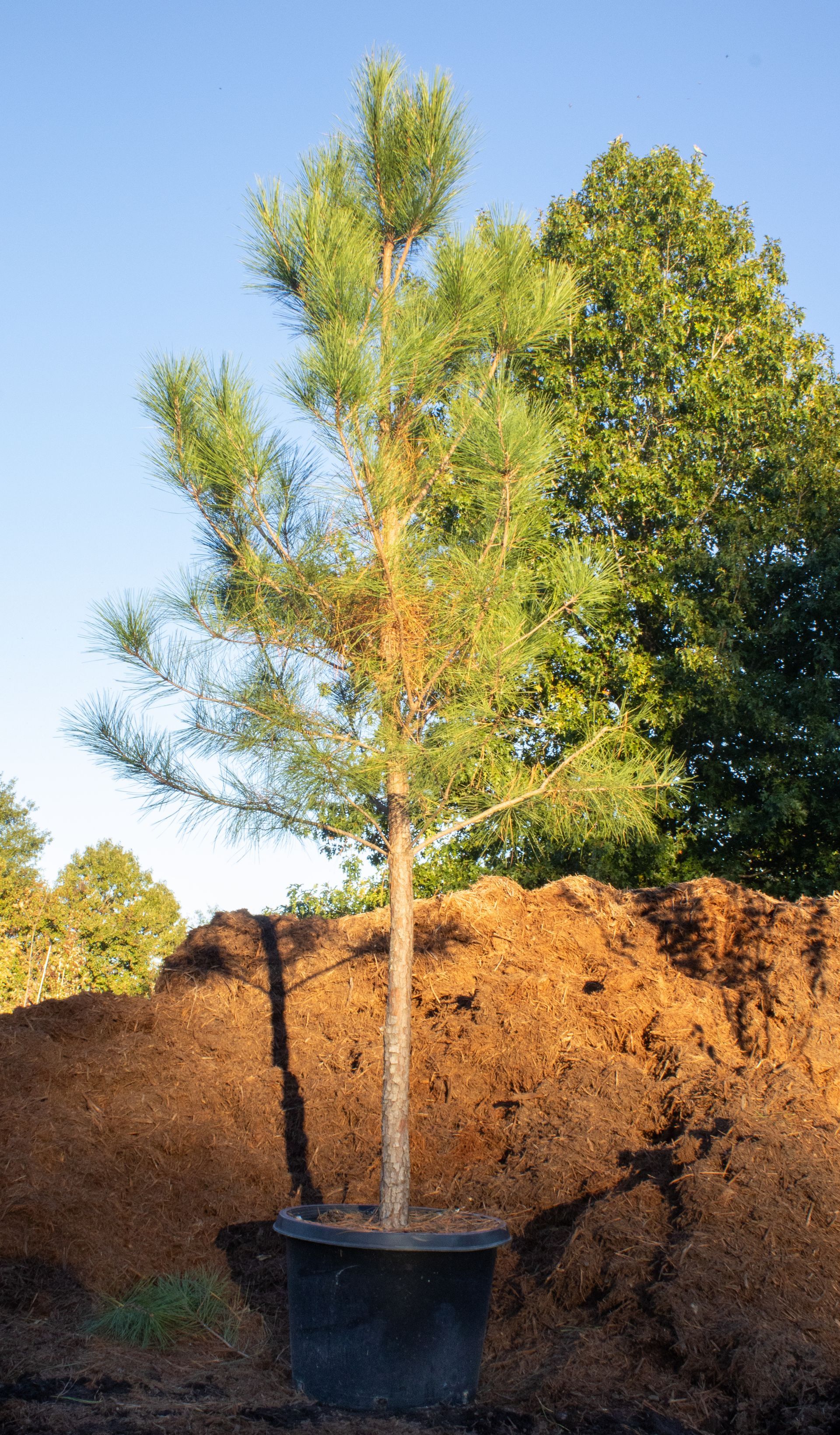 A small pine tree in a black pot is sitting in a pile of dirt.