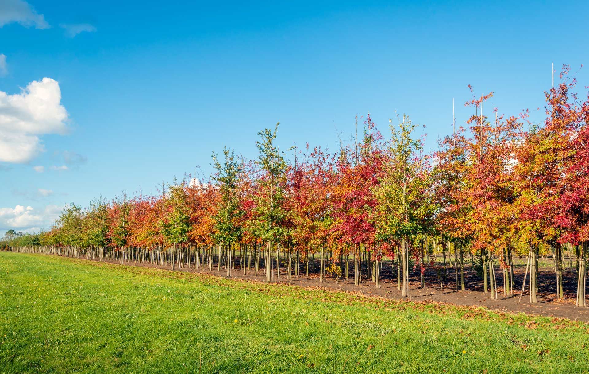A row of trees in a field with autumn leaves on them.