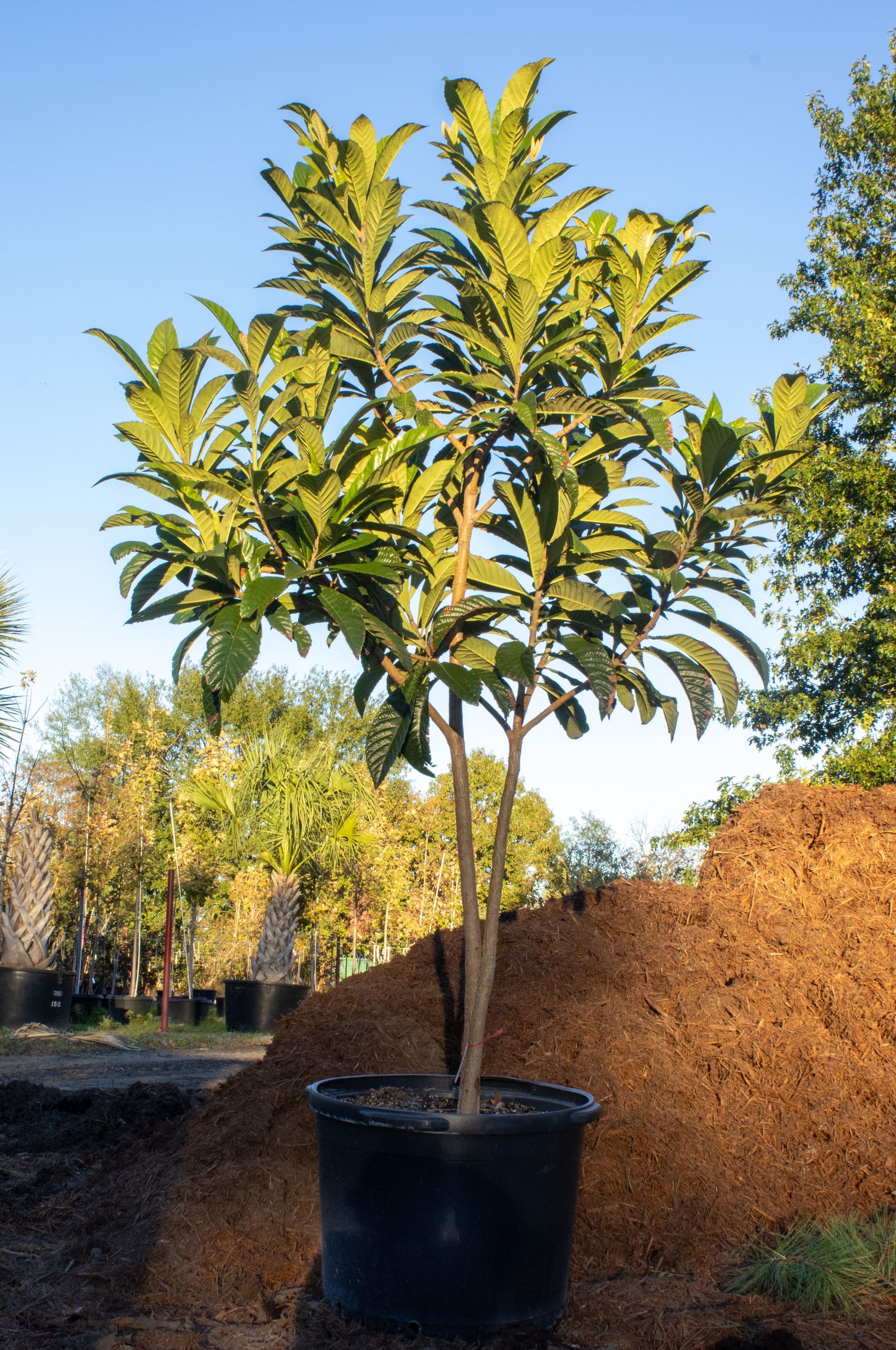 A tree in a black pot is sitting next to a pile of dirt
