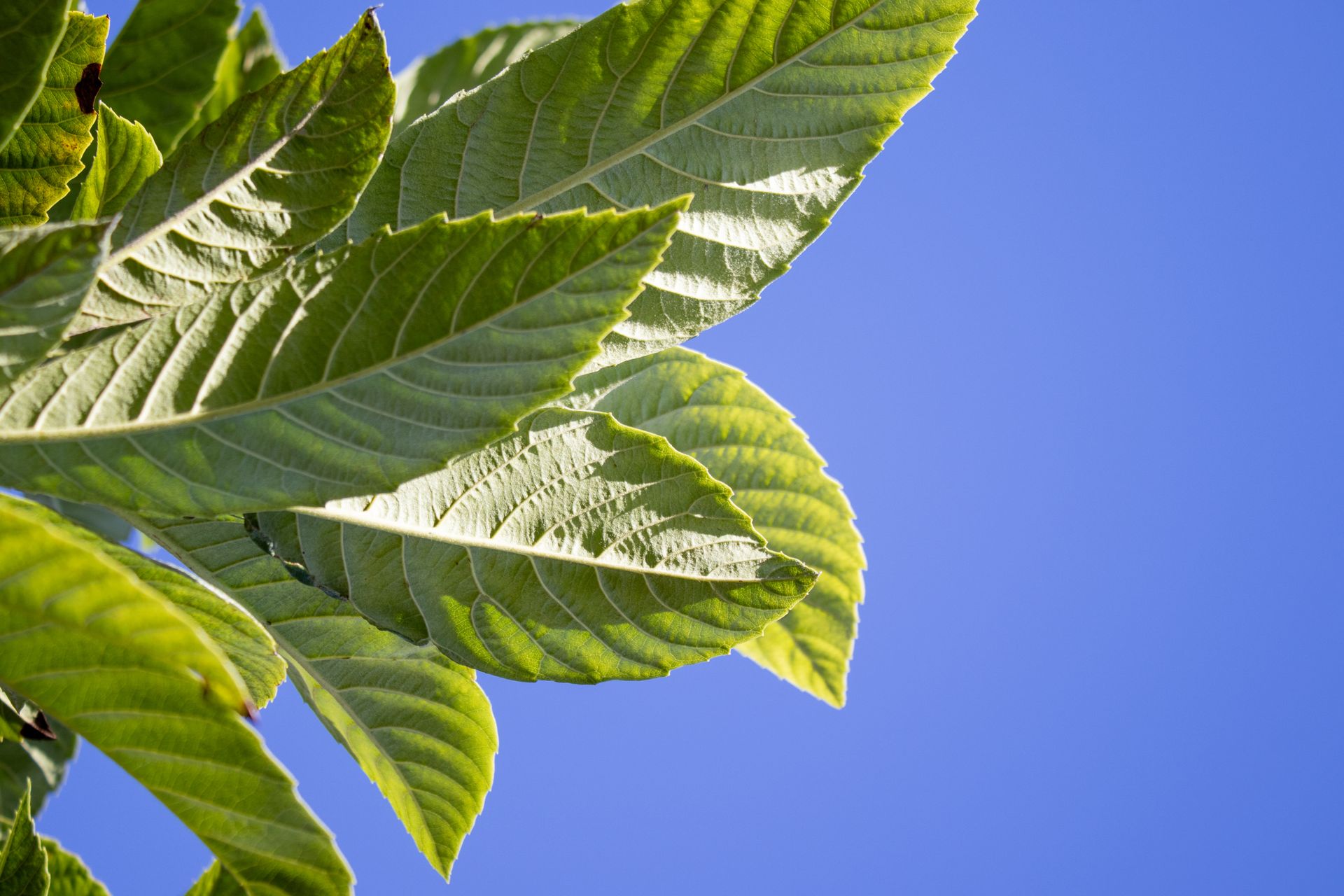 A close up of a green leaf against a blue sky