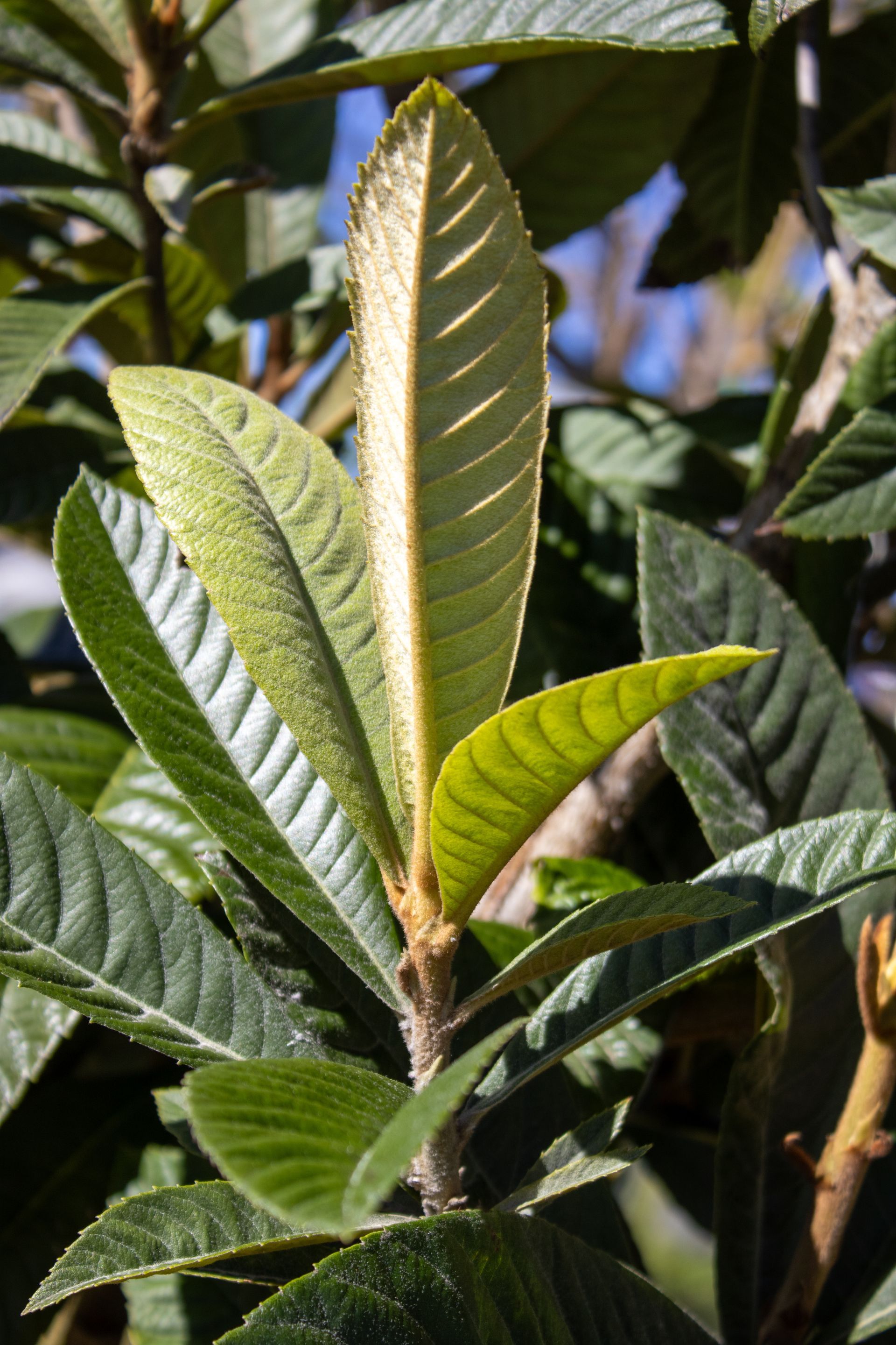 A close up of a green leaf on a tree branch.