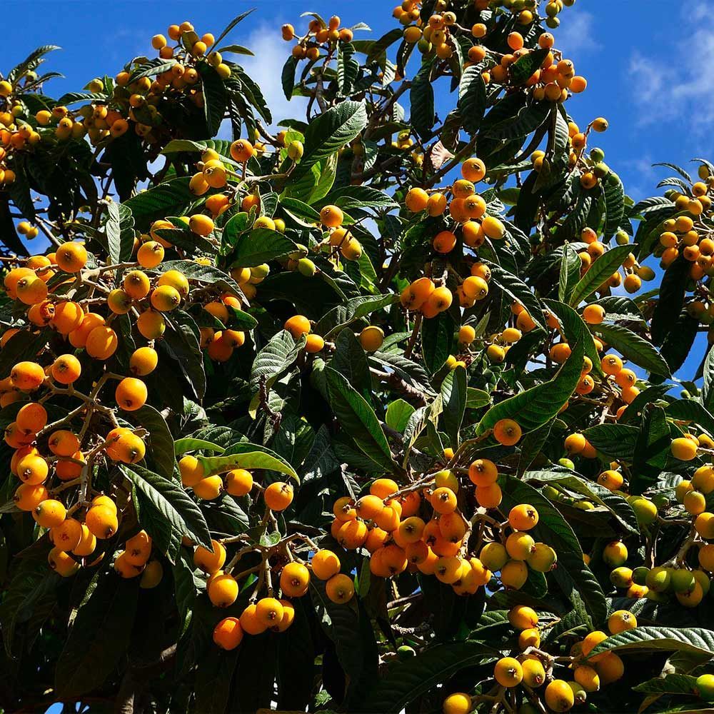 A tree with lots of yellow berries and green leaves