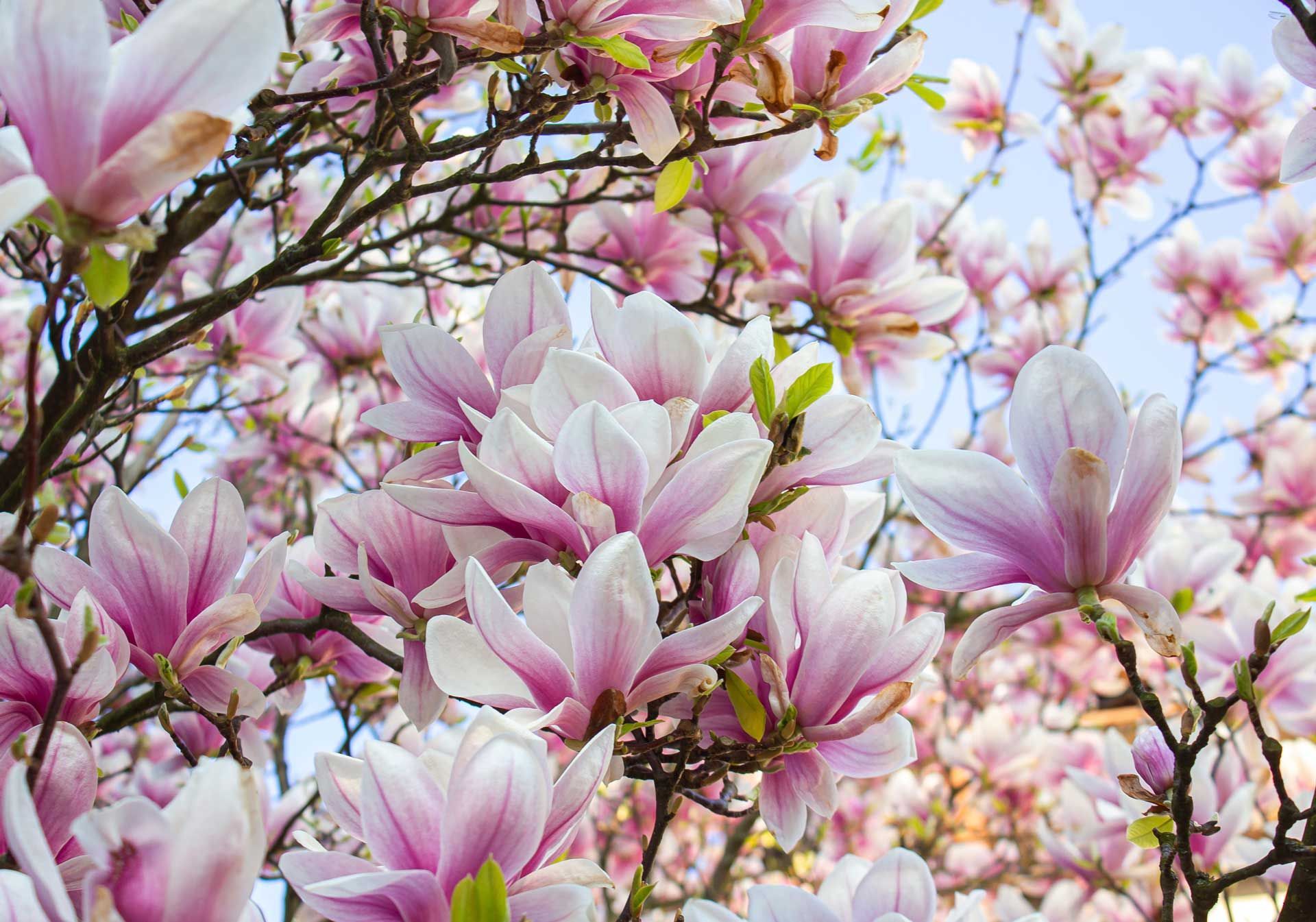 A tree with lots of pink and white flowers on it
