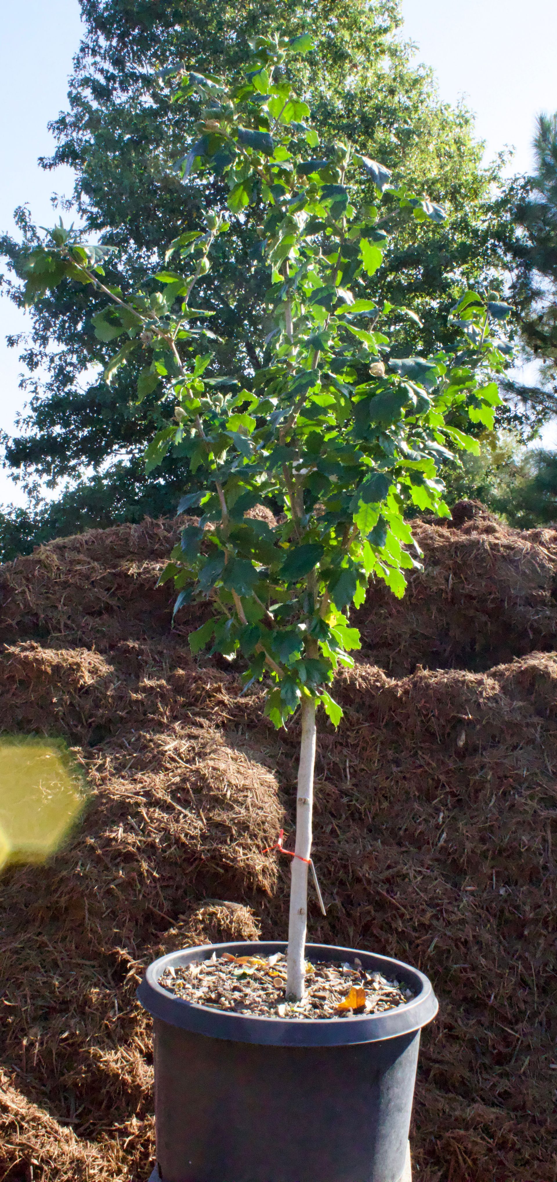 A small tree in a black pot is sitting on top of a pile of mulch.