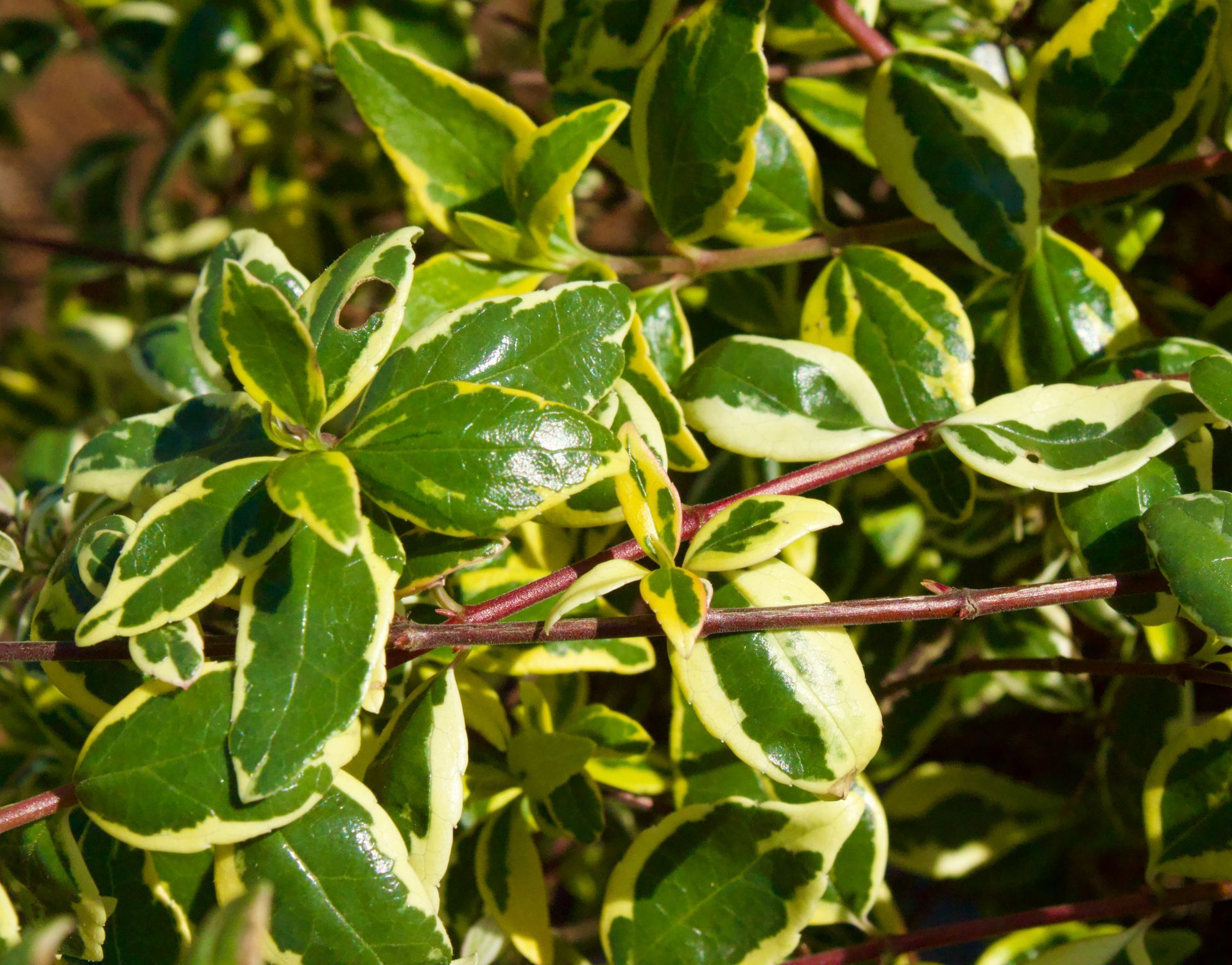 A close up of a plant with green and yellow leaves