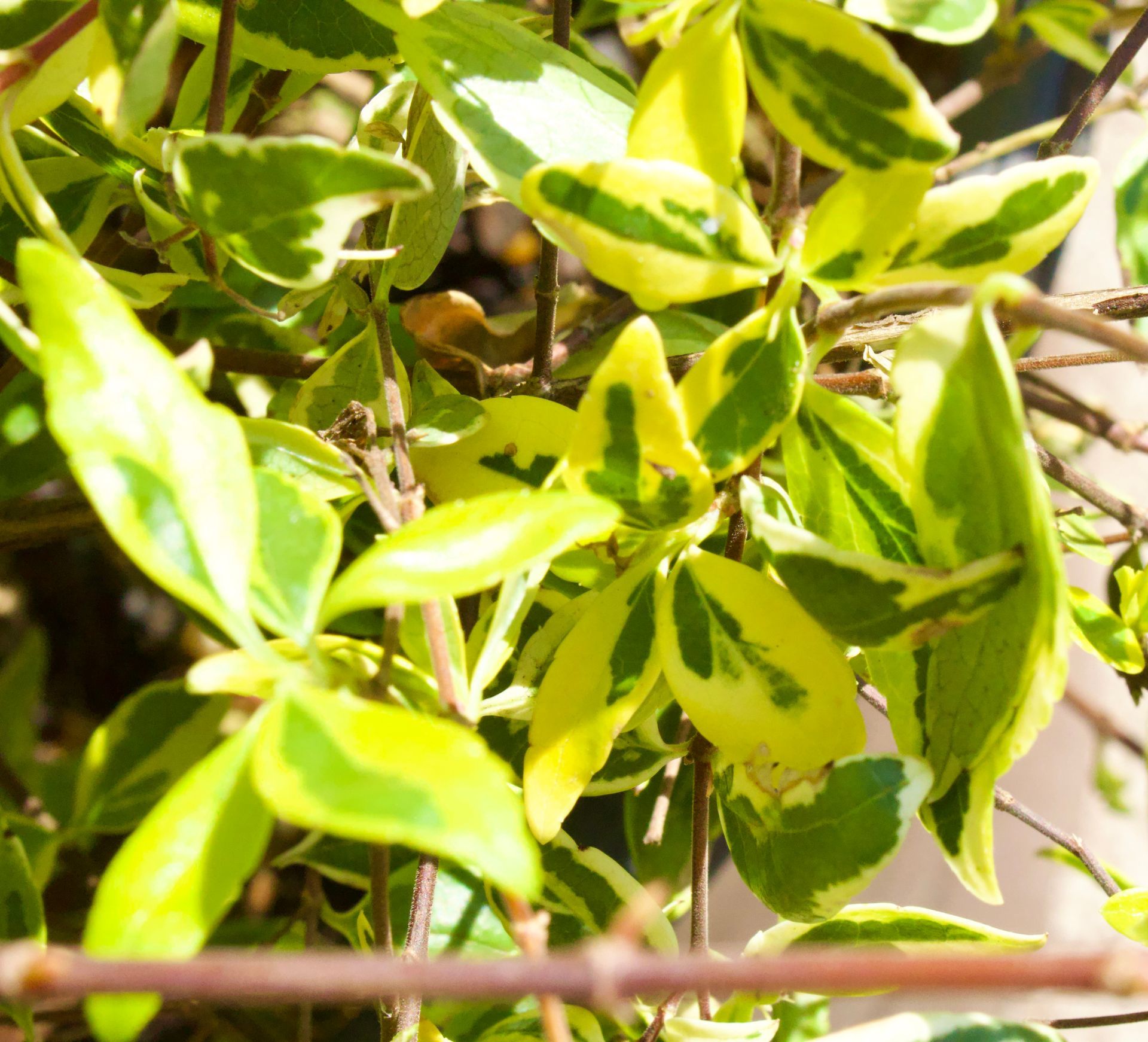 A close up of a plant with green and yellow leaves