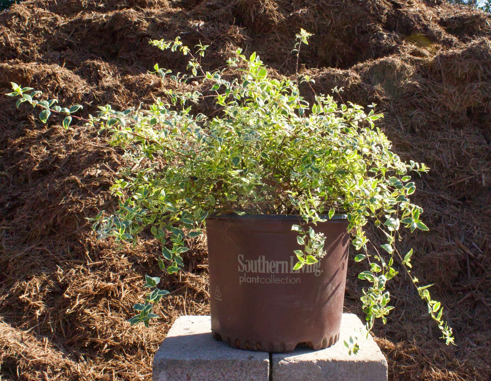 A southern living plant in a brown pot