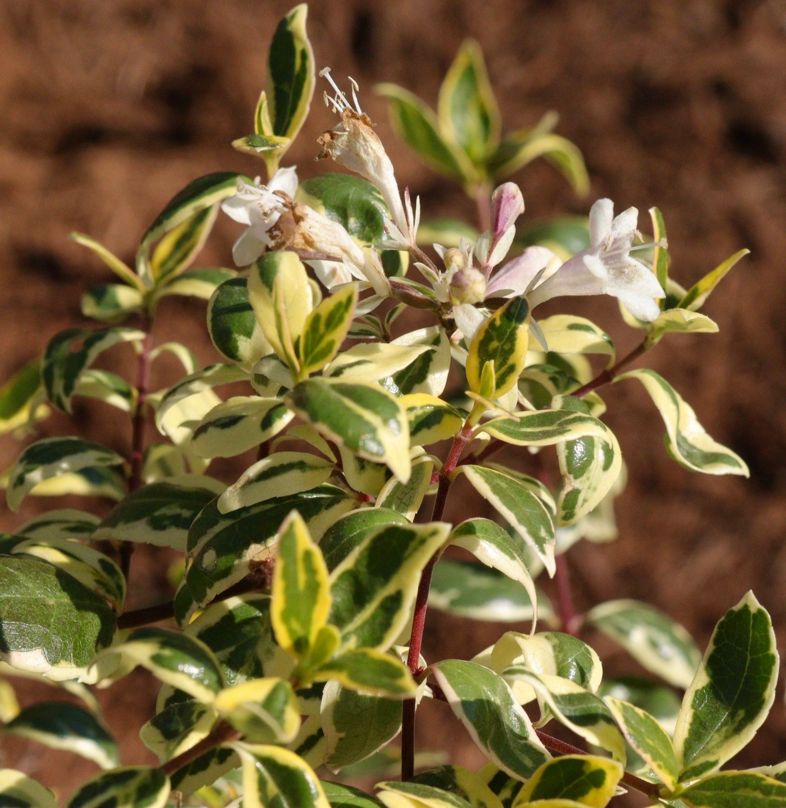 A plant with green and yellow leaves and white flowers