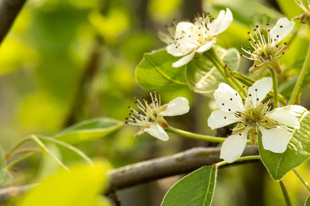 A close up of a tree branch with white flowers and green leaves.