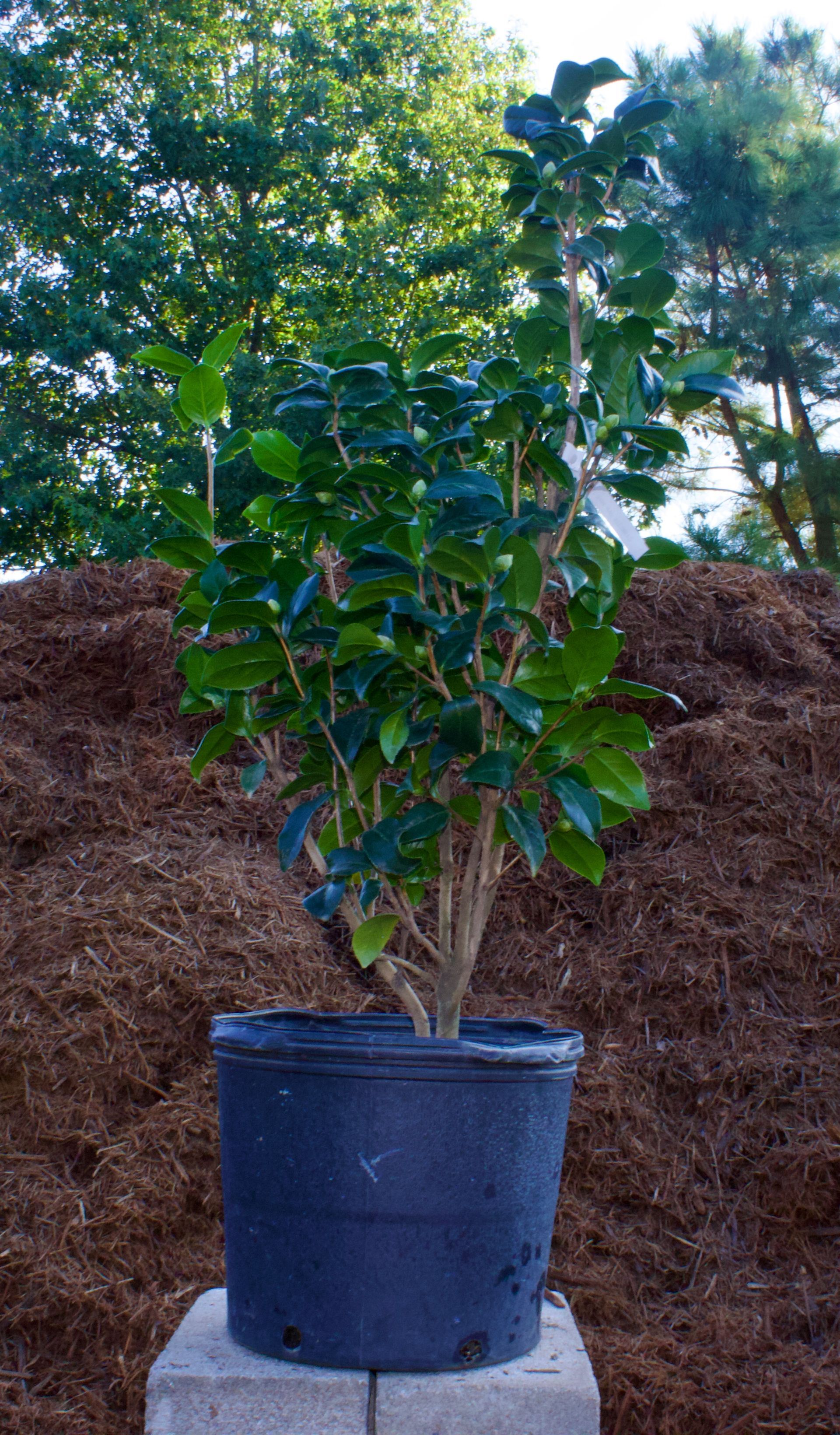 A potted plant is sitting on top of a pile of mulch.