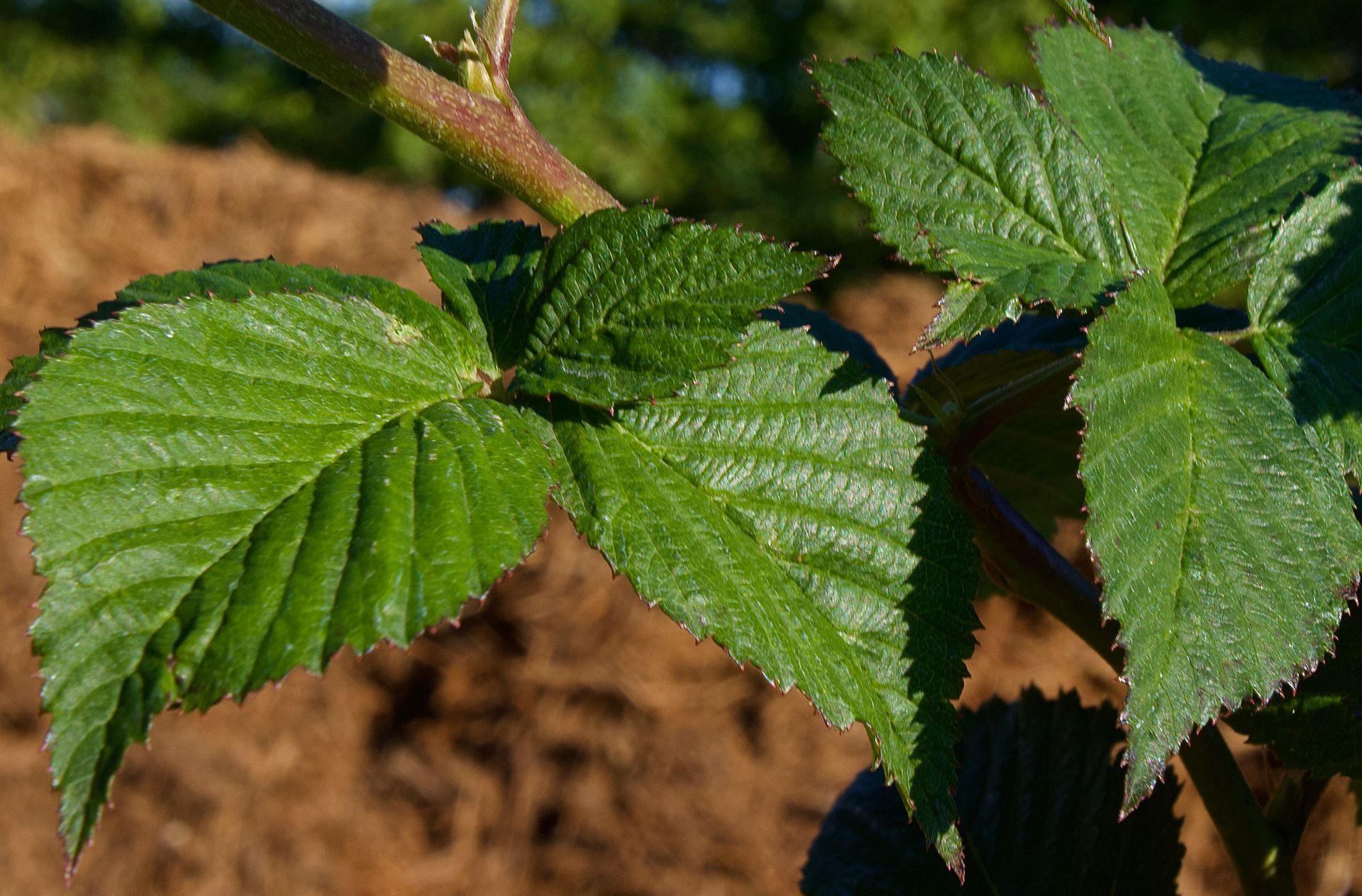 A close up of a green leaf on a plant