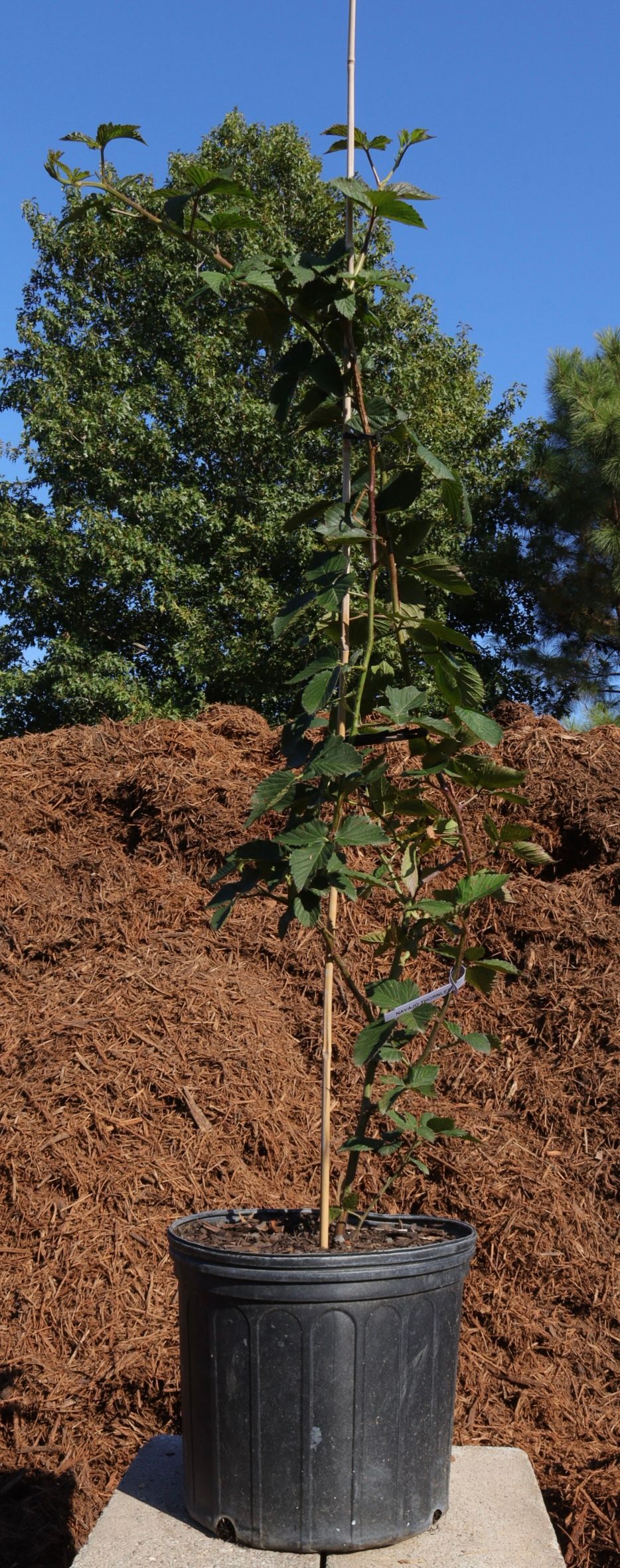 A small tree in a black pot is sitting on top of a pile of mulch.