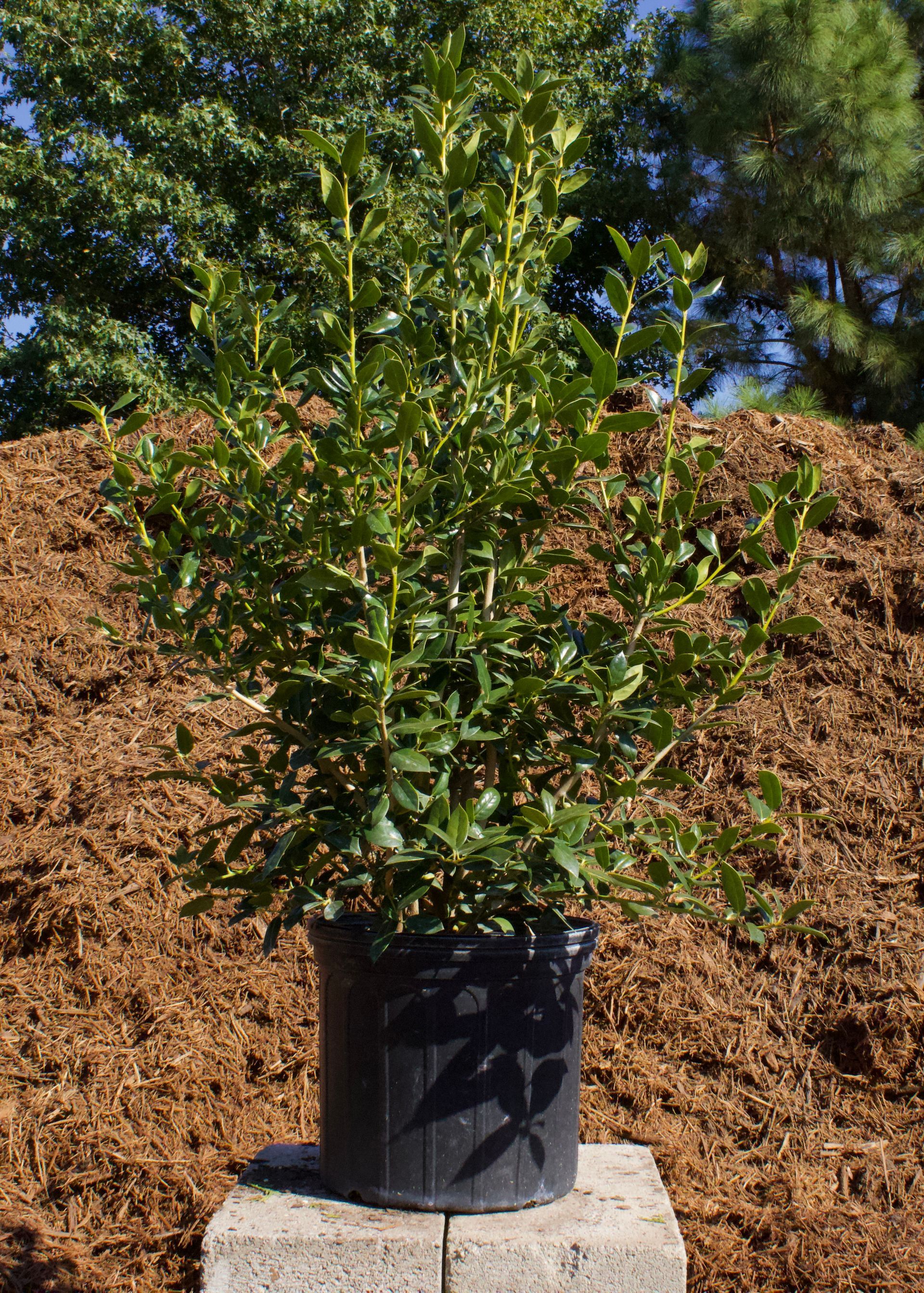 A potted plant is sitting on top of a concrete block.