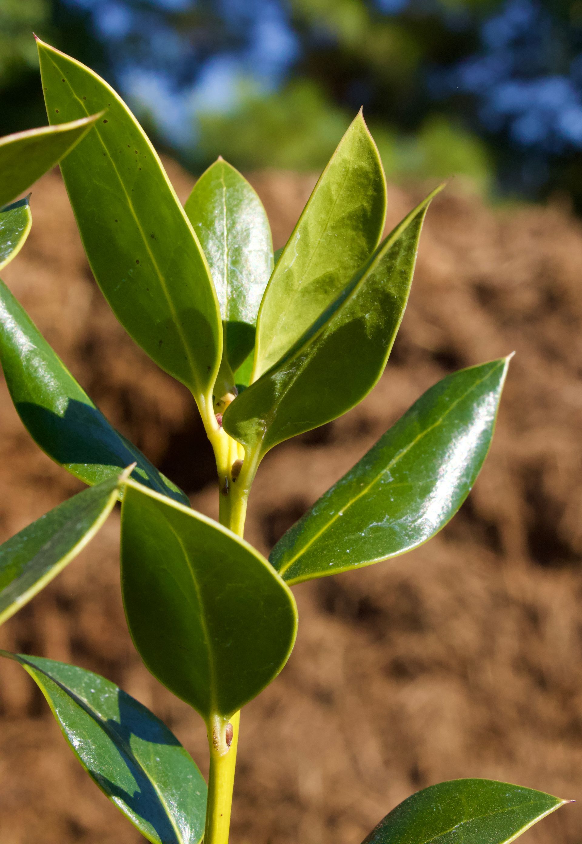 A close up of a plant with green leaves