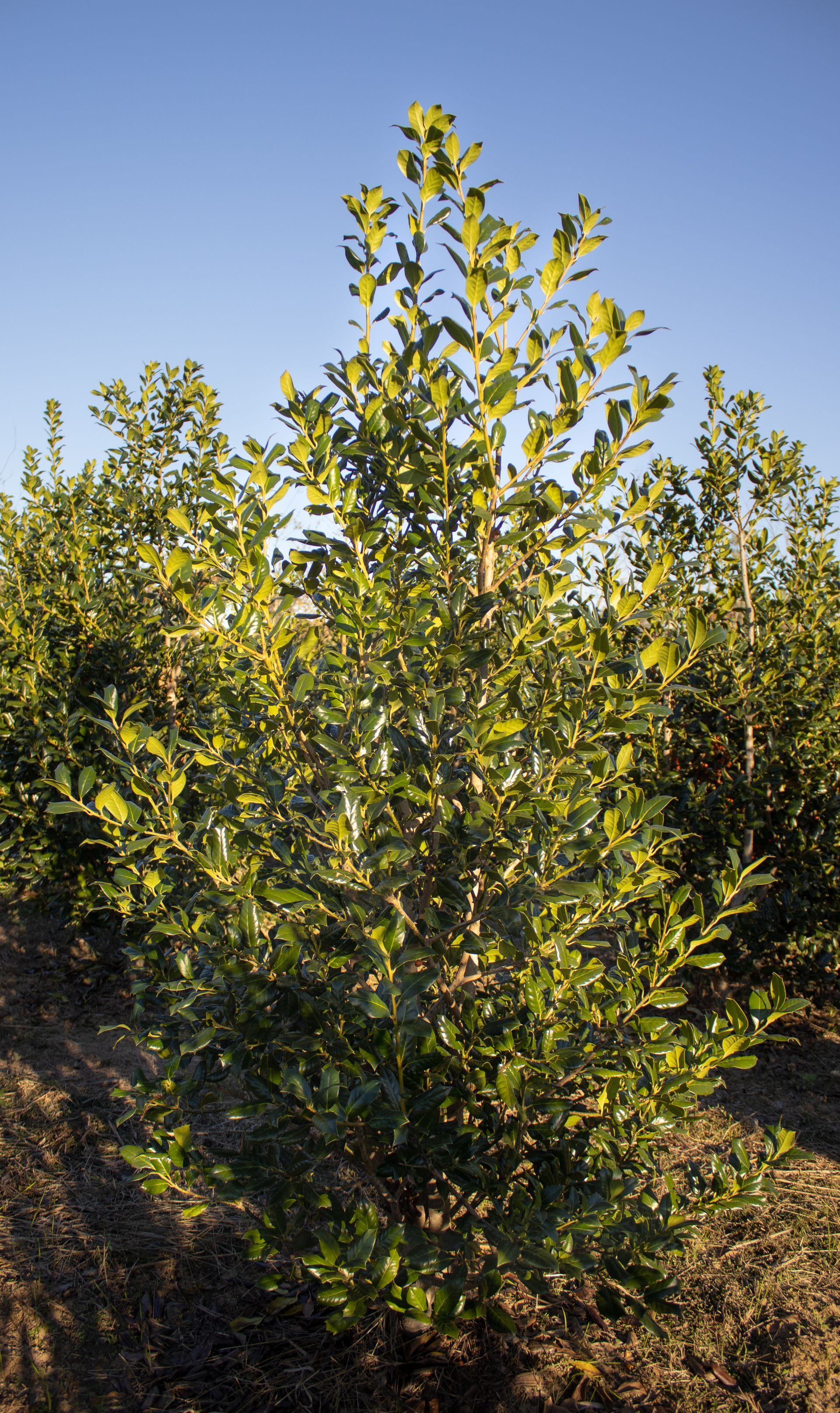 A row of trees in a field with a blue sky in the background.