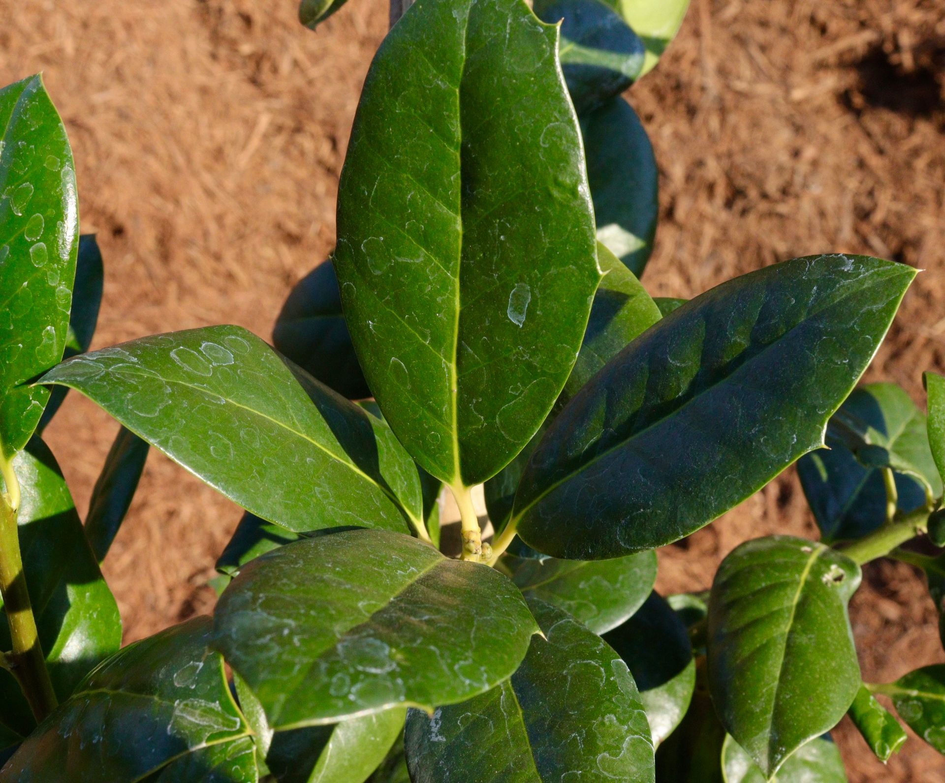 A close up of a green leaf on a plant