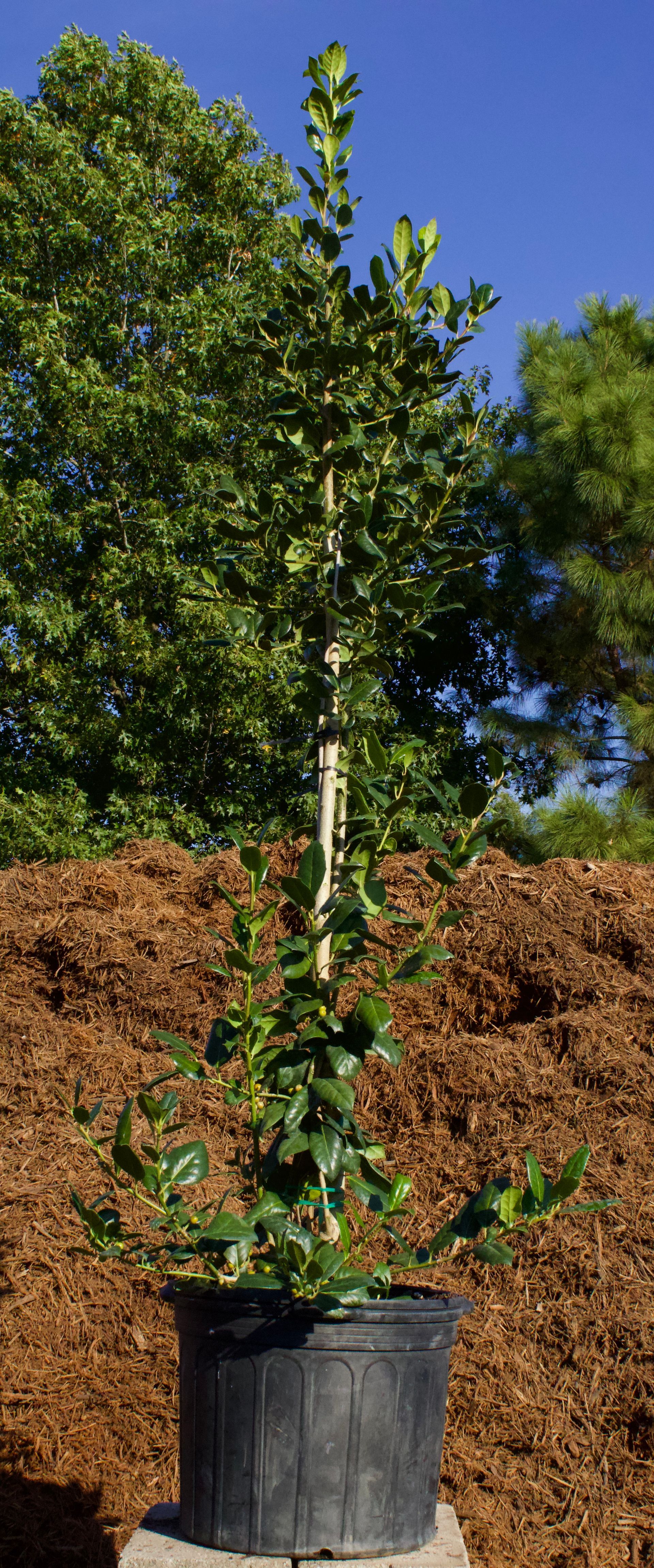 A large potted plant is sitting on top of a pile of dirt.
