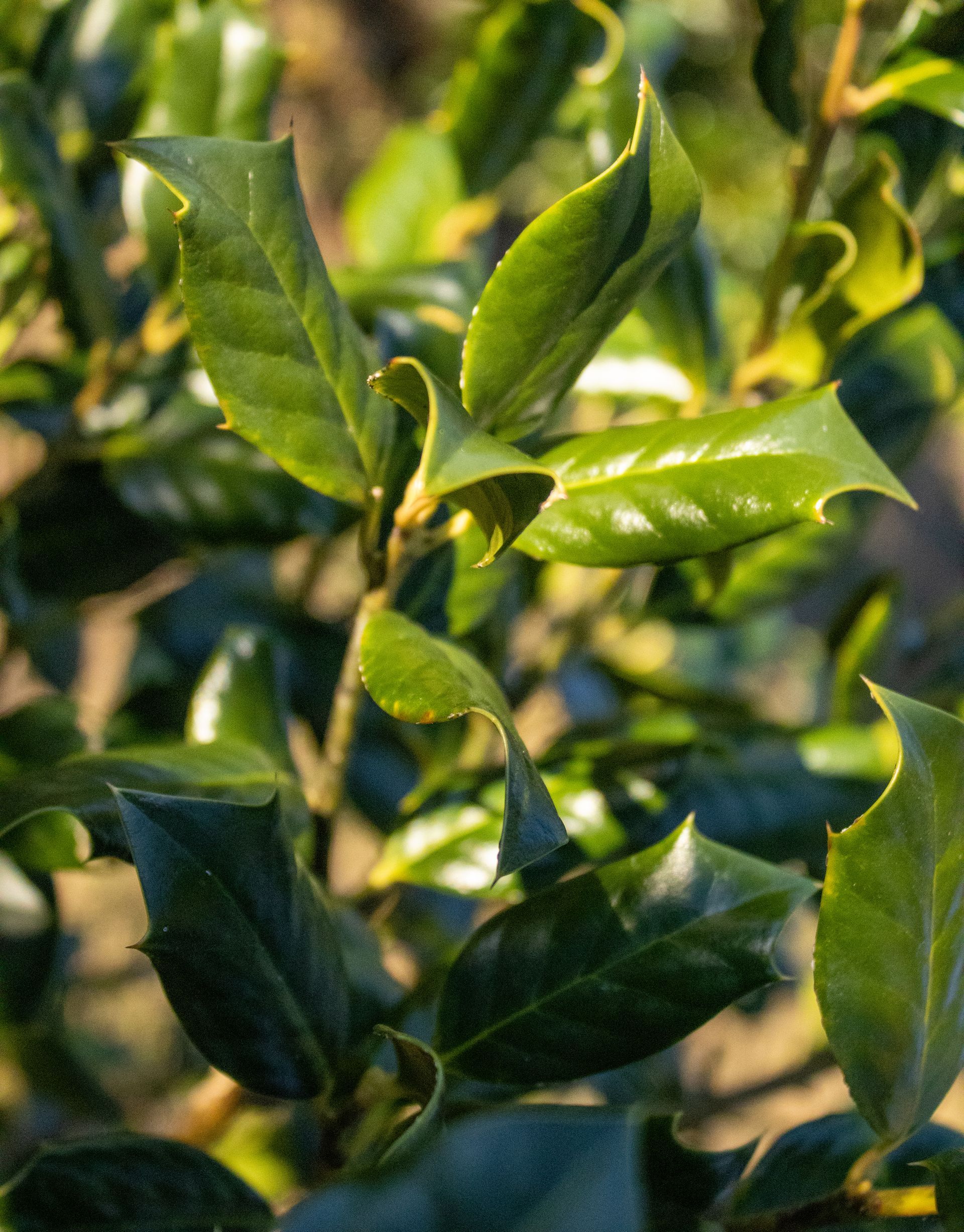 A close up of a plant with green leaves