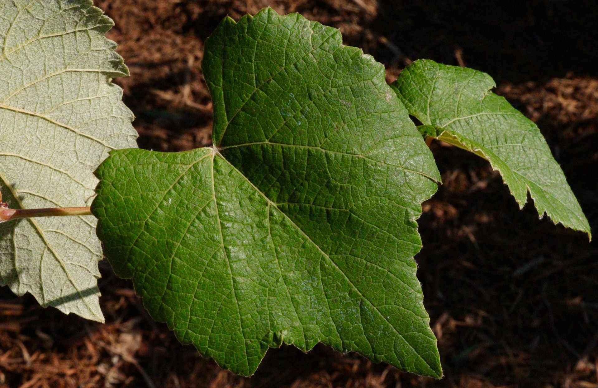 A close up of a green leaf on a plant