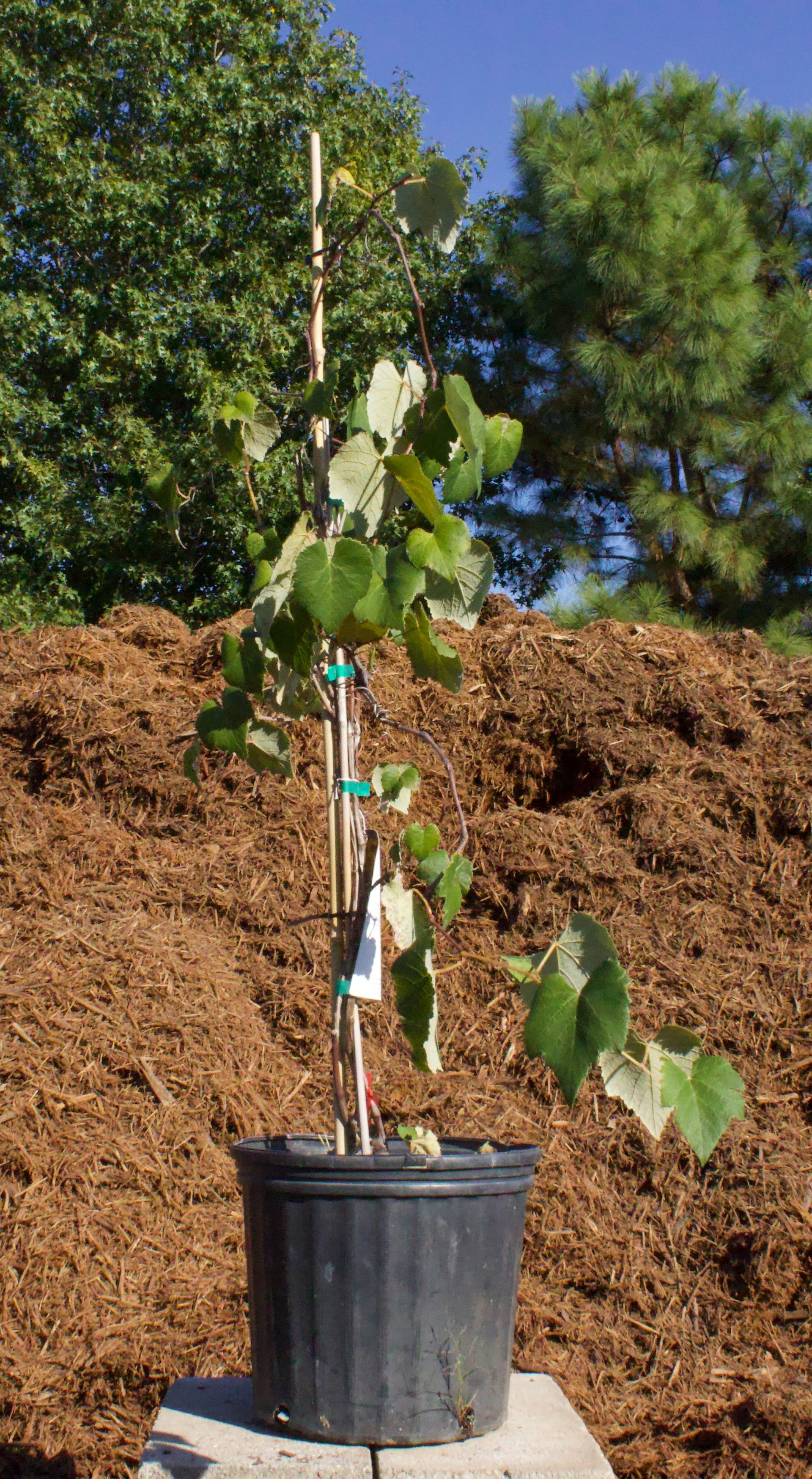 A small tree in a black pot is sitting in front of a pile of mulch.