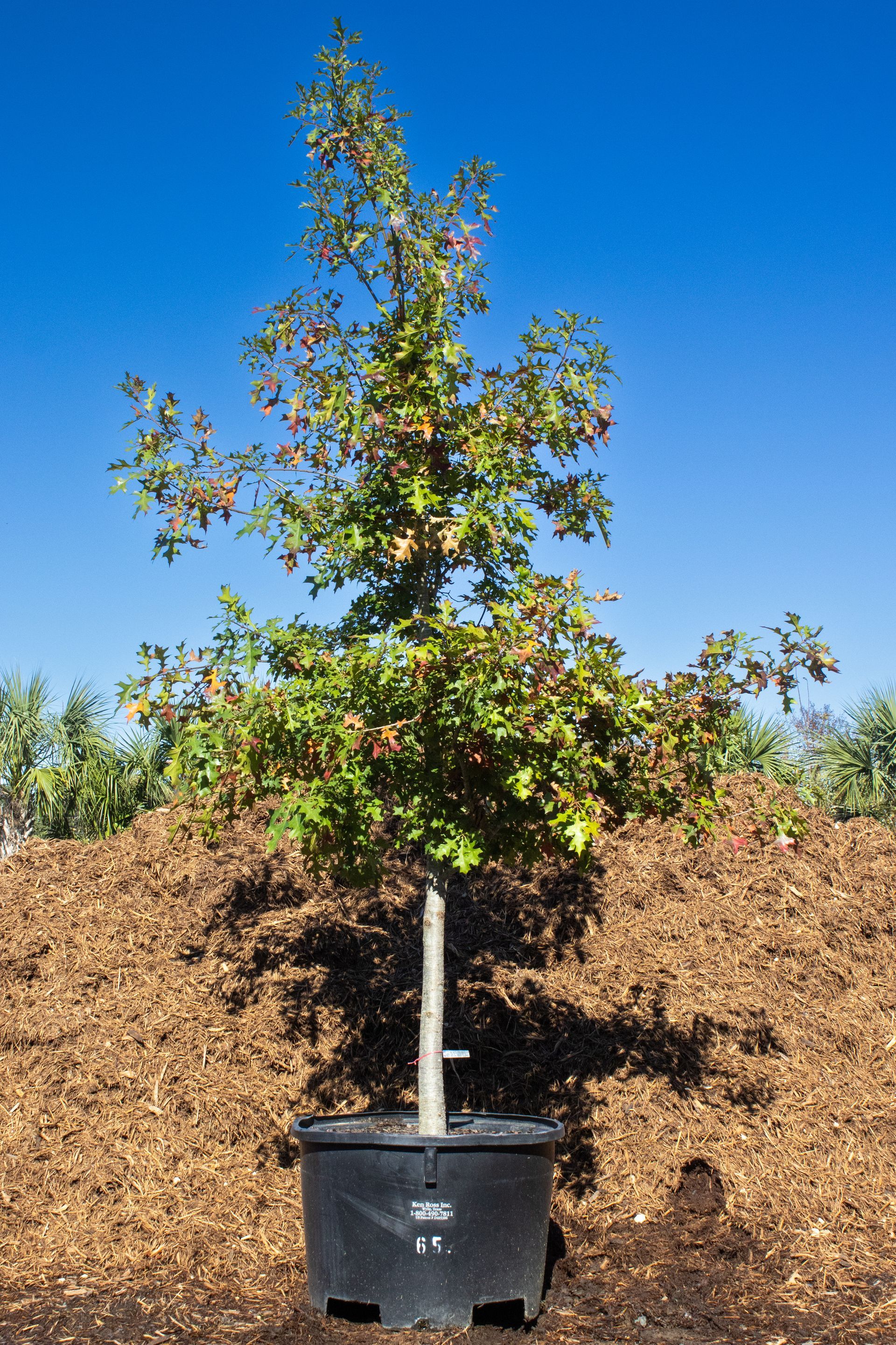 A large tree in a black pot is sitting on top of a pile of mulch.