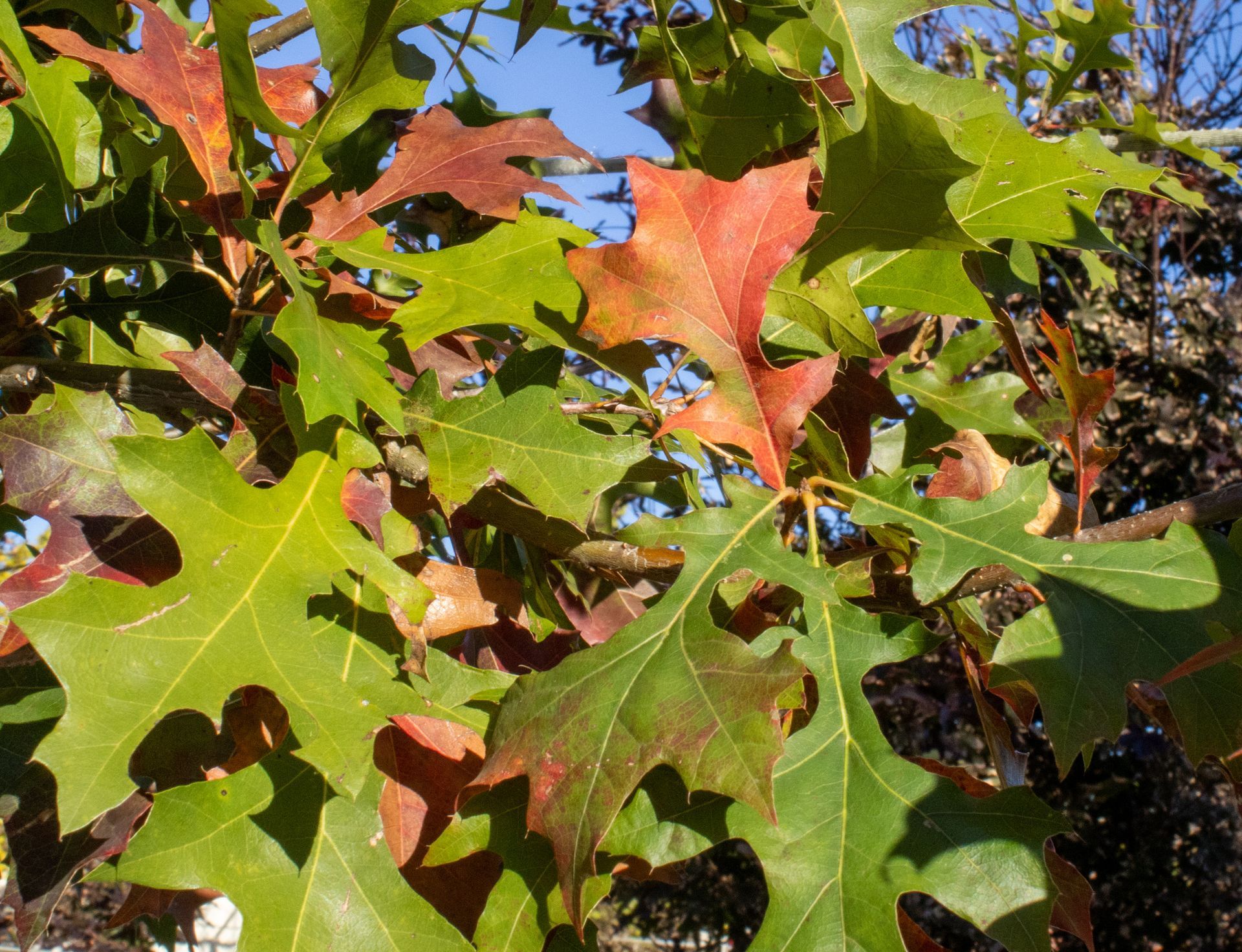 A tree with green leaves and red leaves