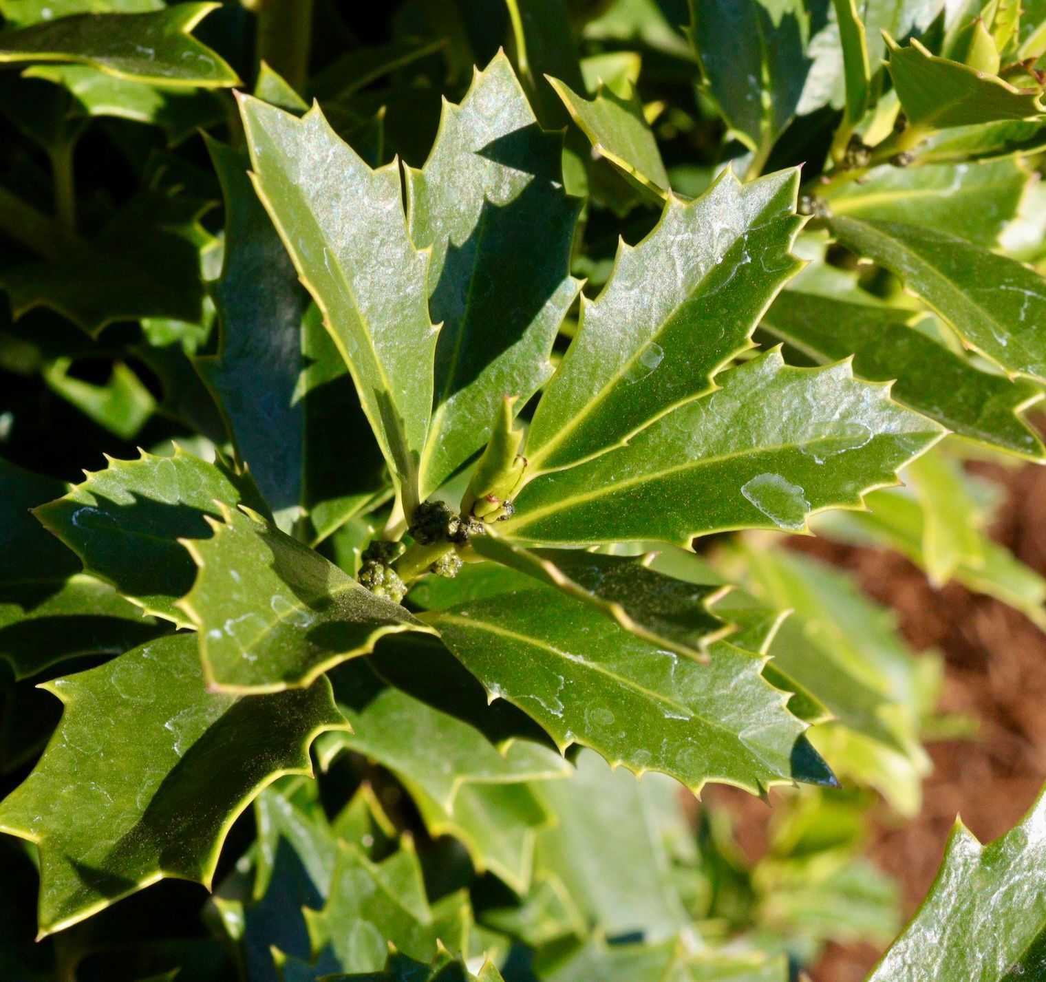 A close up of a plant with green leaves