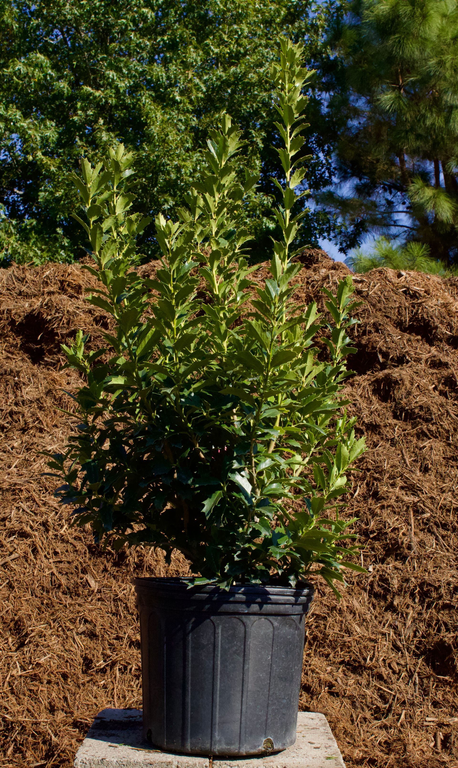 A potted plant is sitting on top of a pile of mulch.