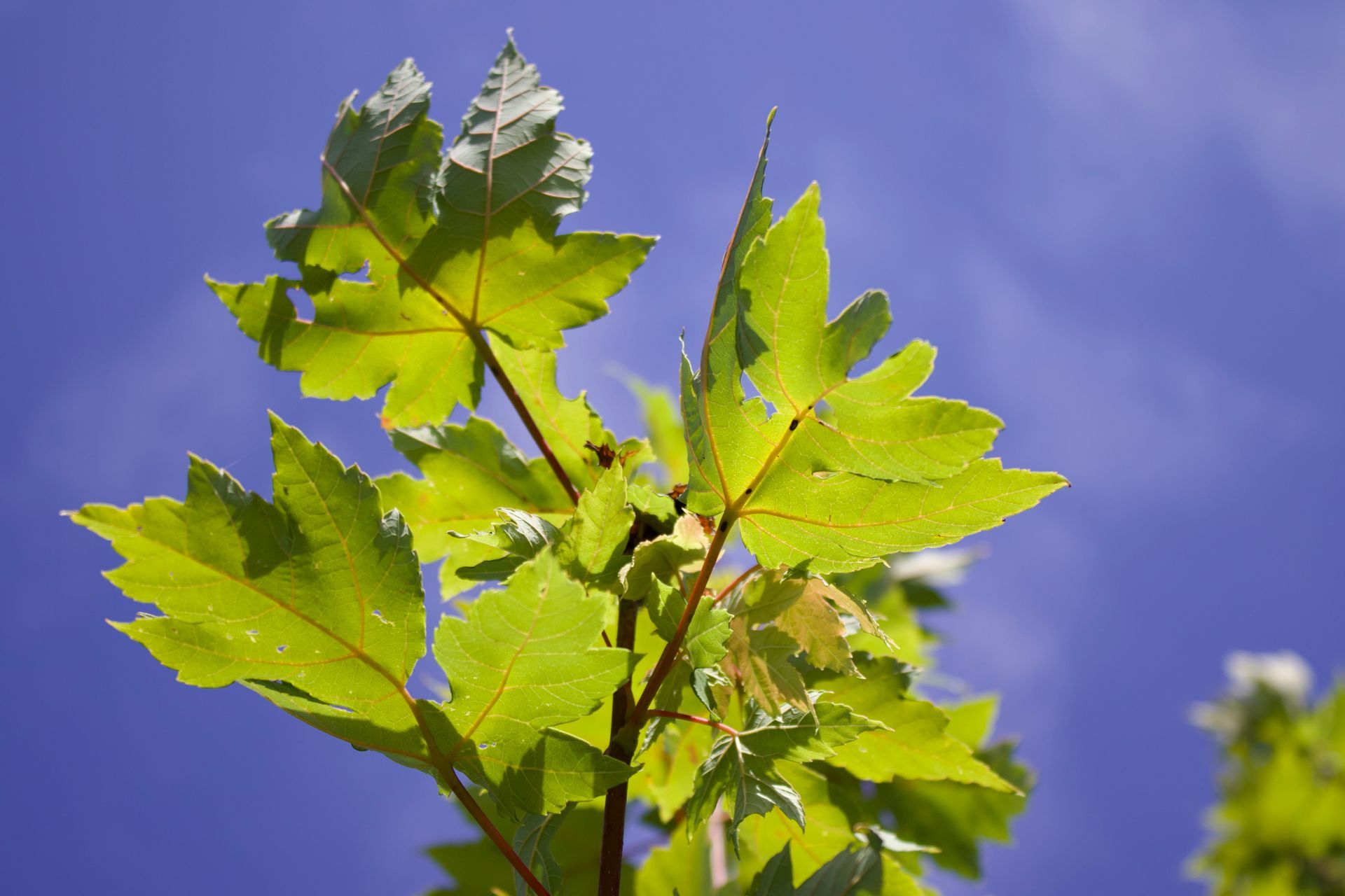 A tree branch with green leaves against a blue sky