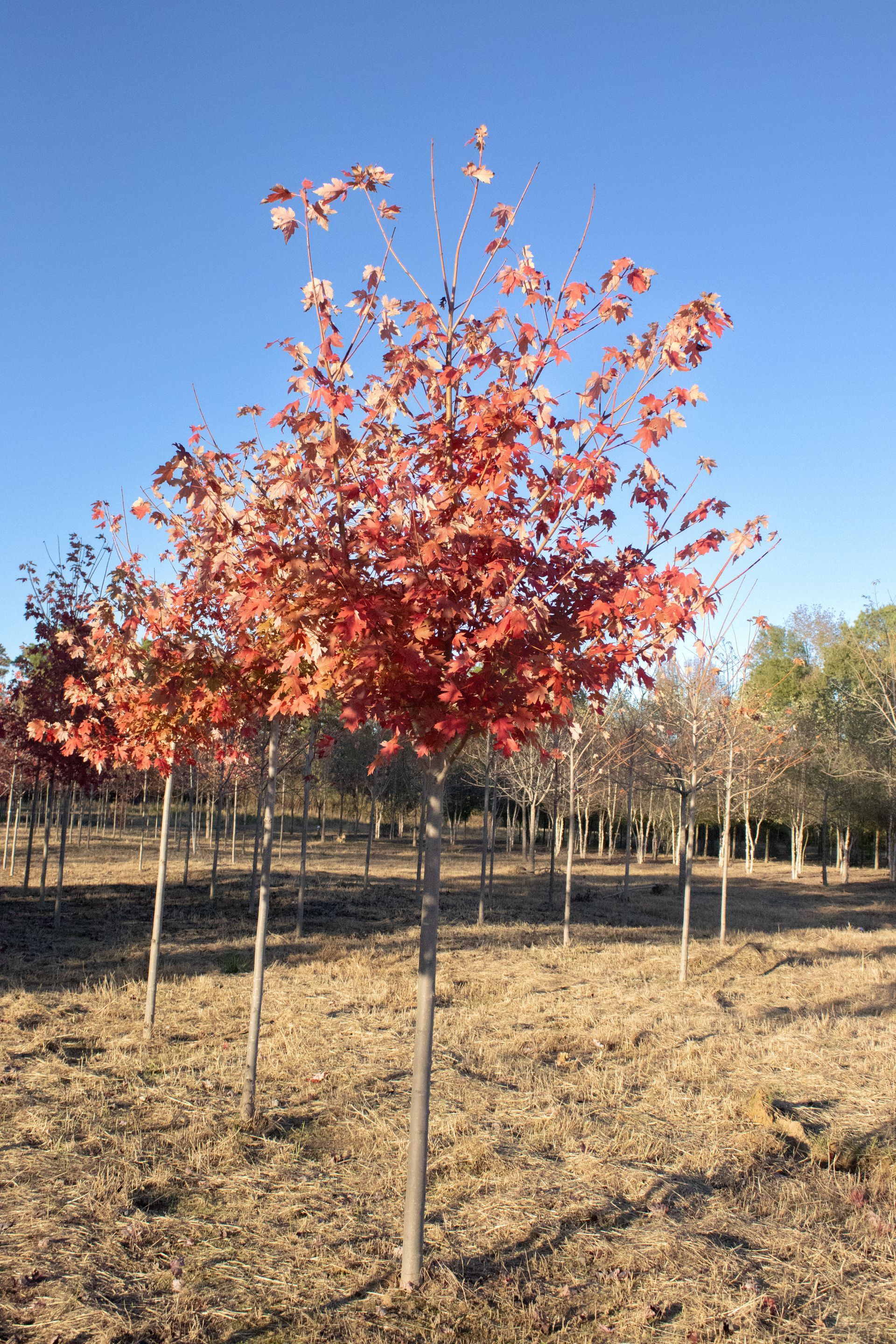 A tree with red leaves is in a field with other trees.