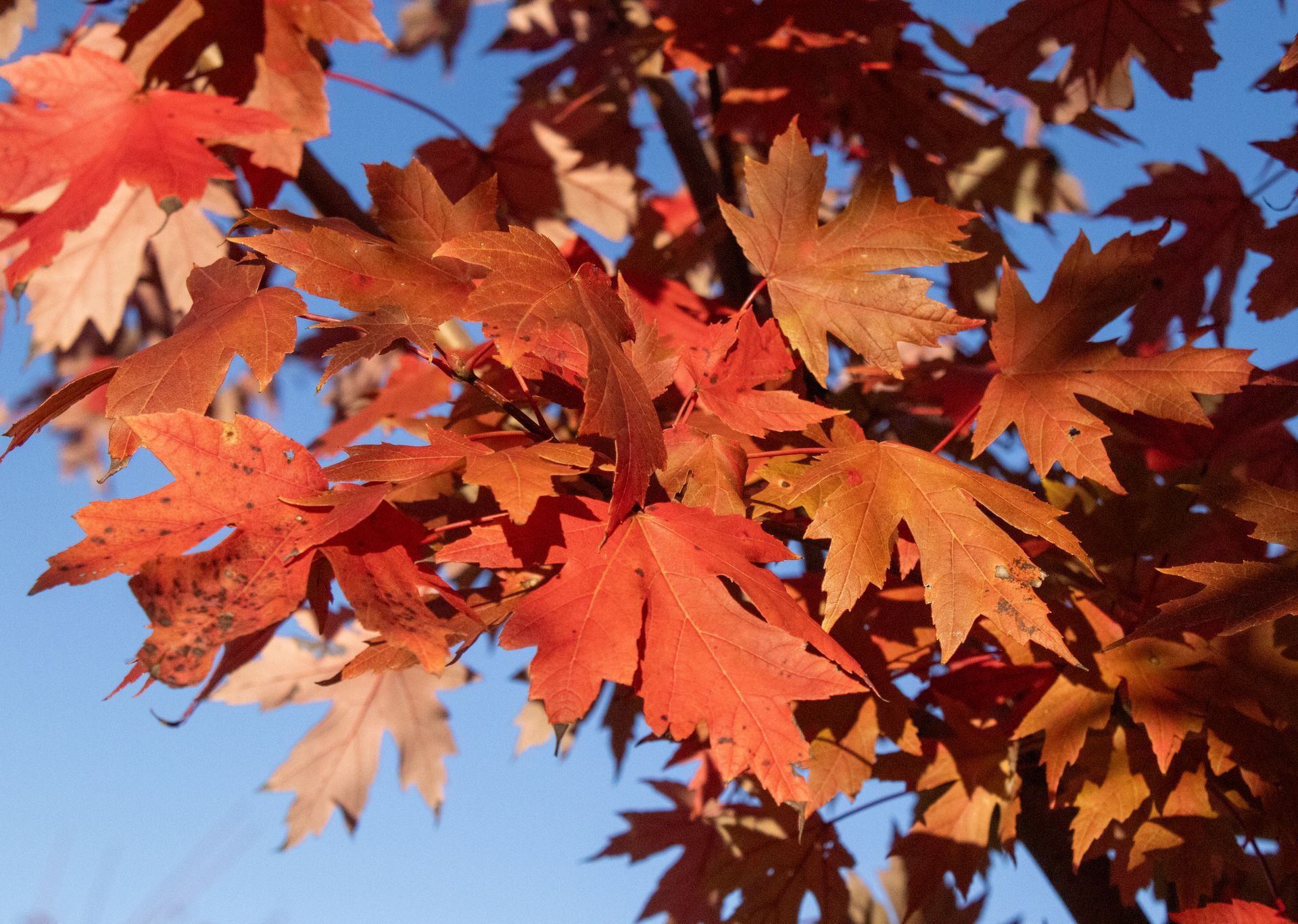 A tree with red and yellow leaves against a blue sky