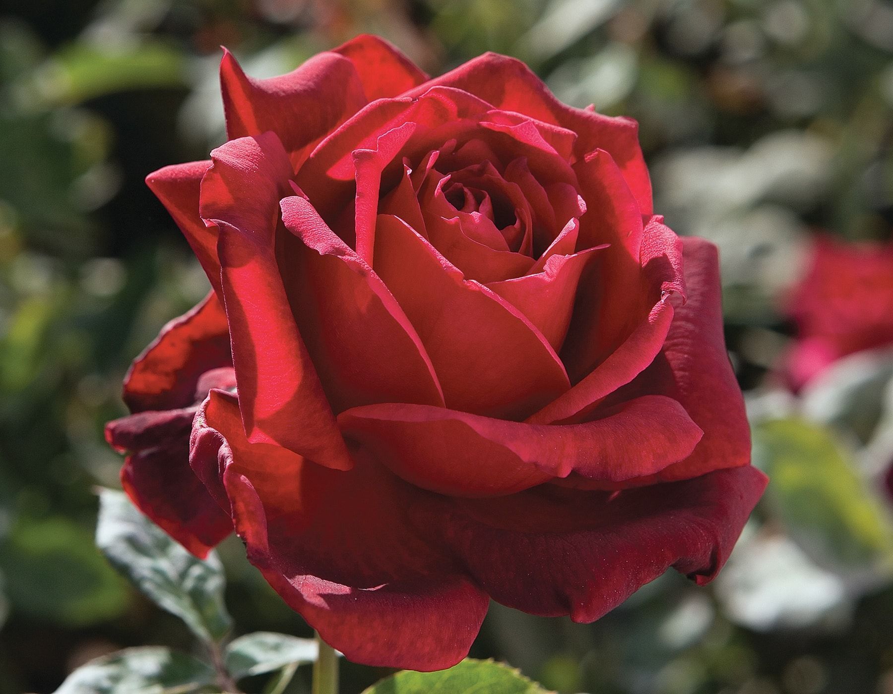 A close up of a red rose with green leaves in the background