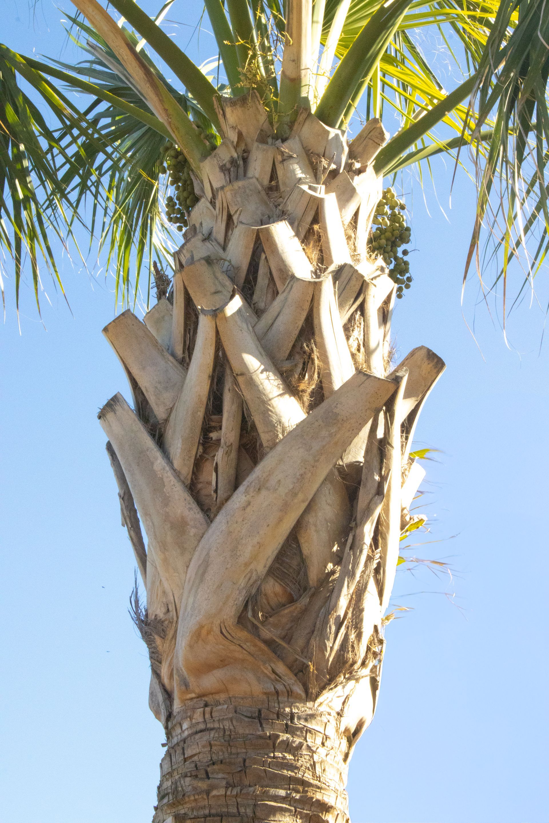 A palm tree with a blue sky in the background