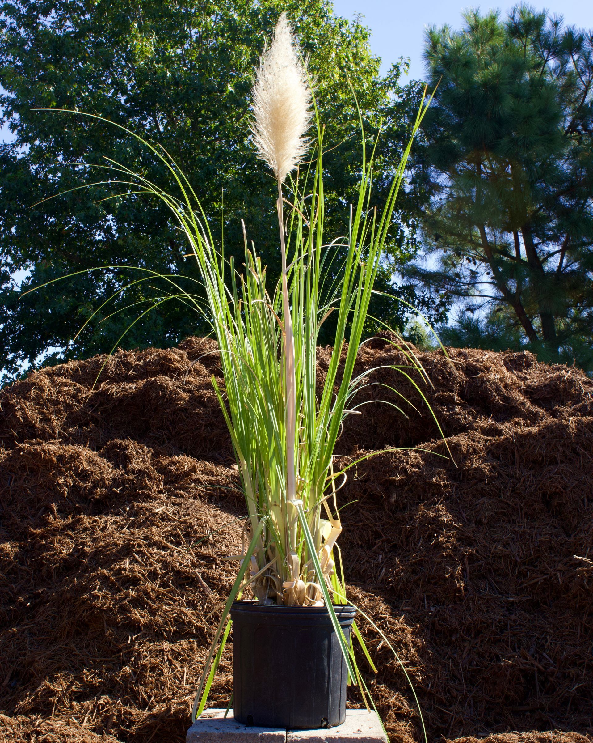 A plant in a black pot is sitting in front of a pile of mulch