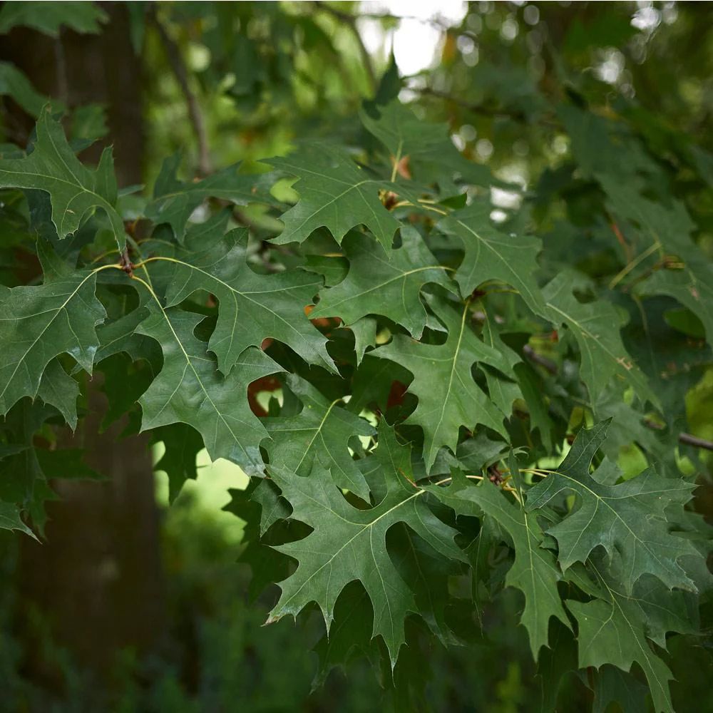 A close up of a tree branch with green leaves