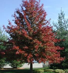 A tree with red leaves in a park