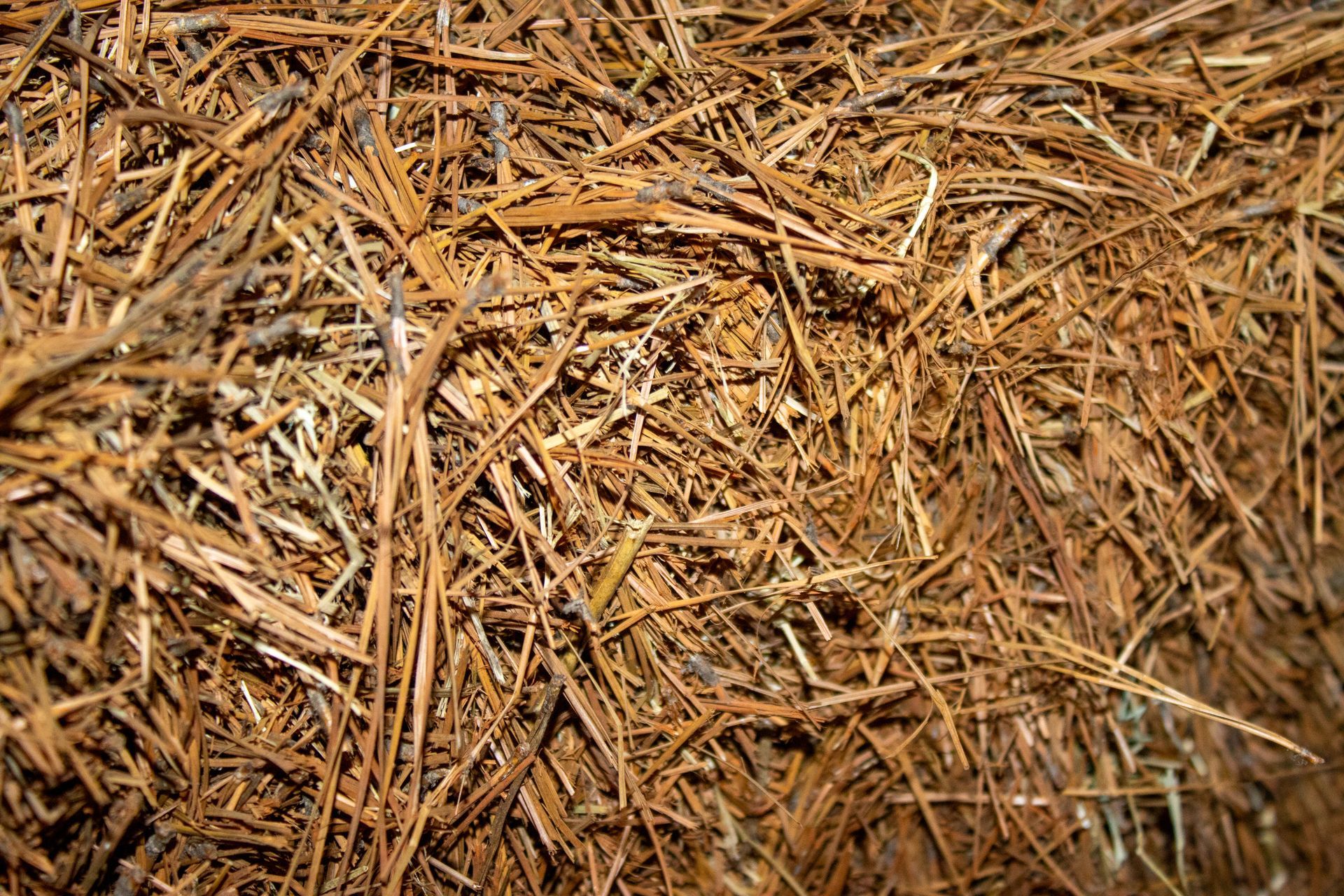 A pile of pine needles is laying on the ground.
