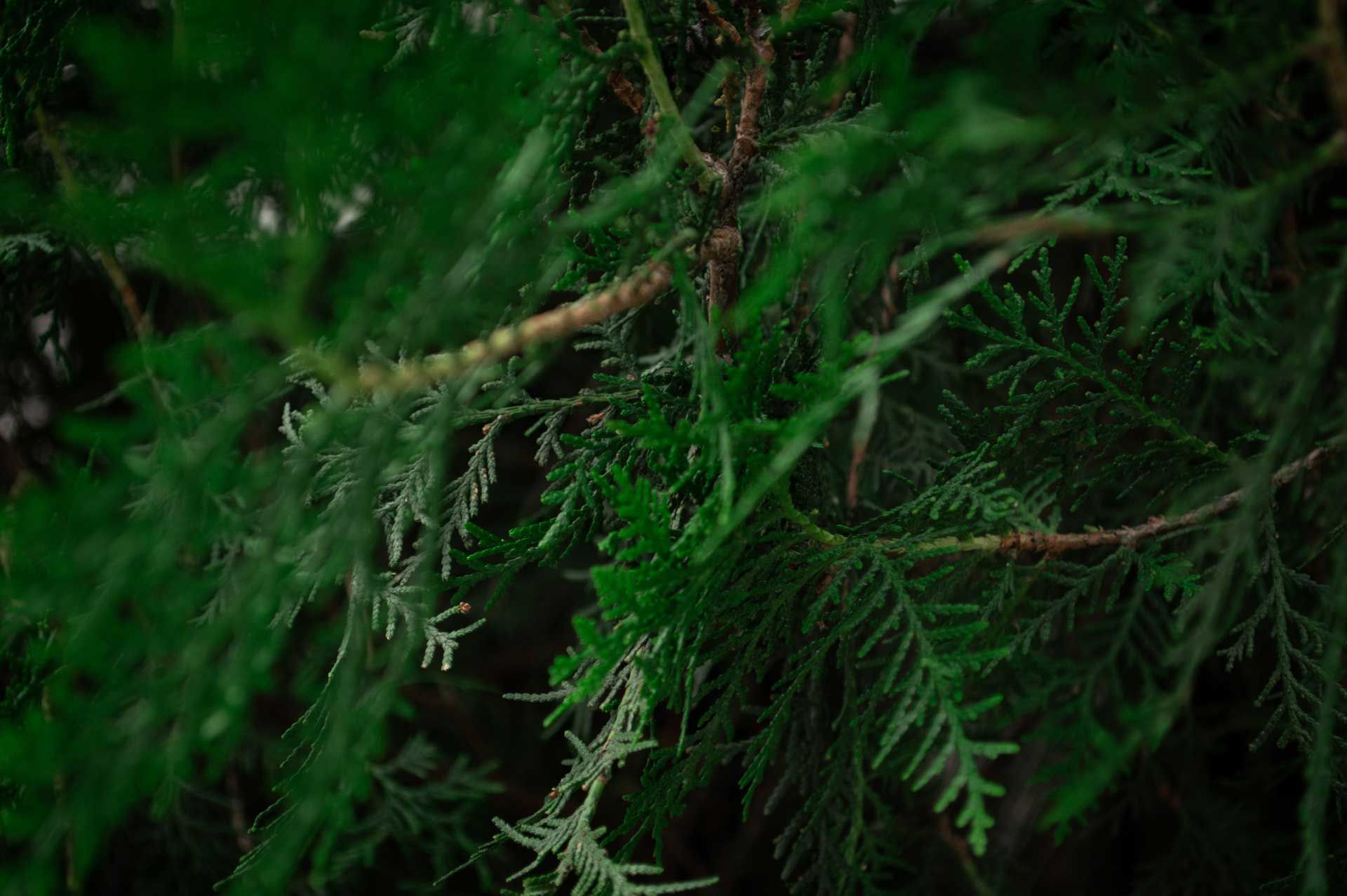A close up of a maple tree with red leaves