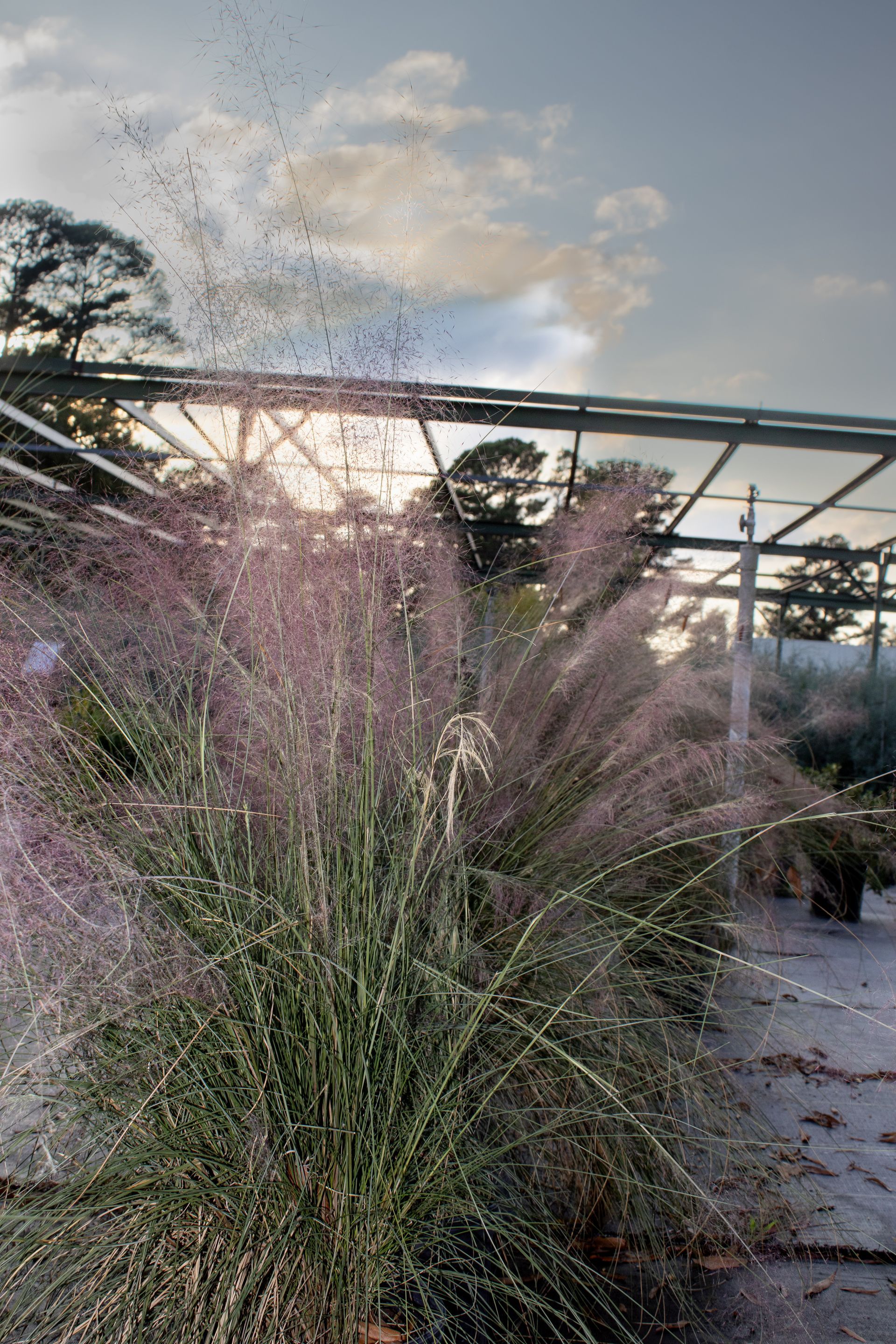 A sprinkler is spraying water on a tall grass plant.