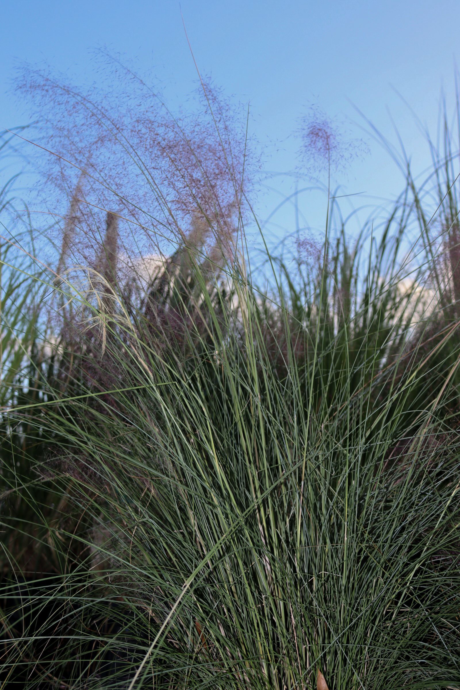 A close up of a tall grass plant with purple flowers against a blue sky.