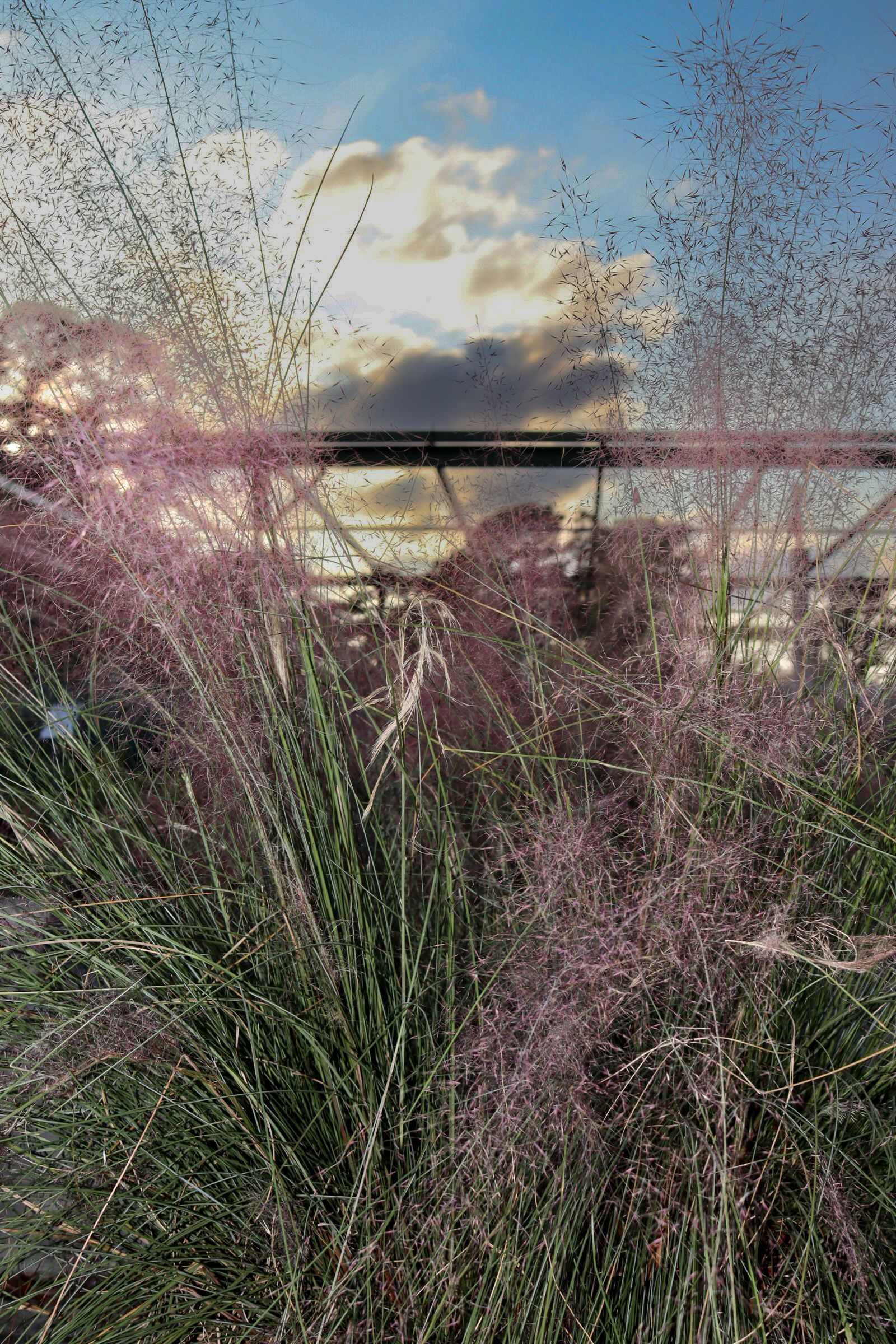 A field of tall grass with purple flowers and a bridge in the background.