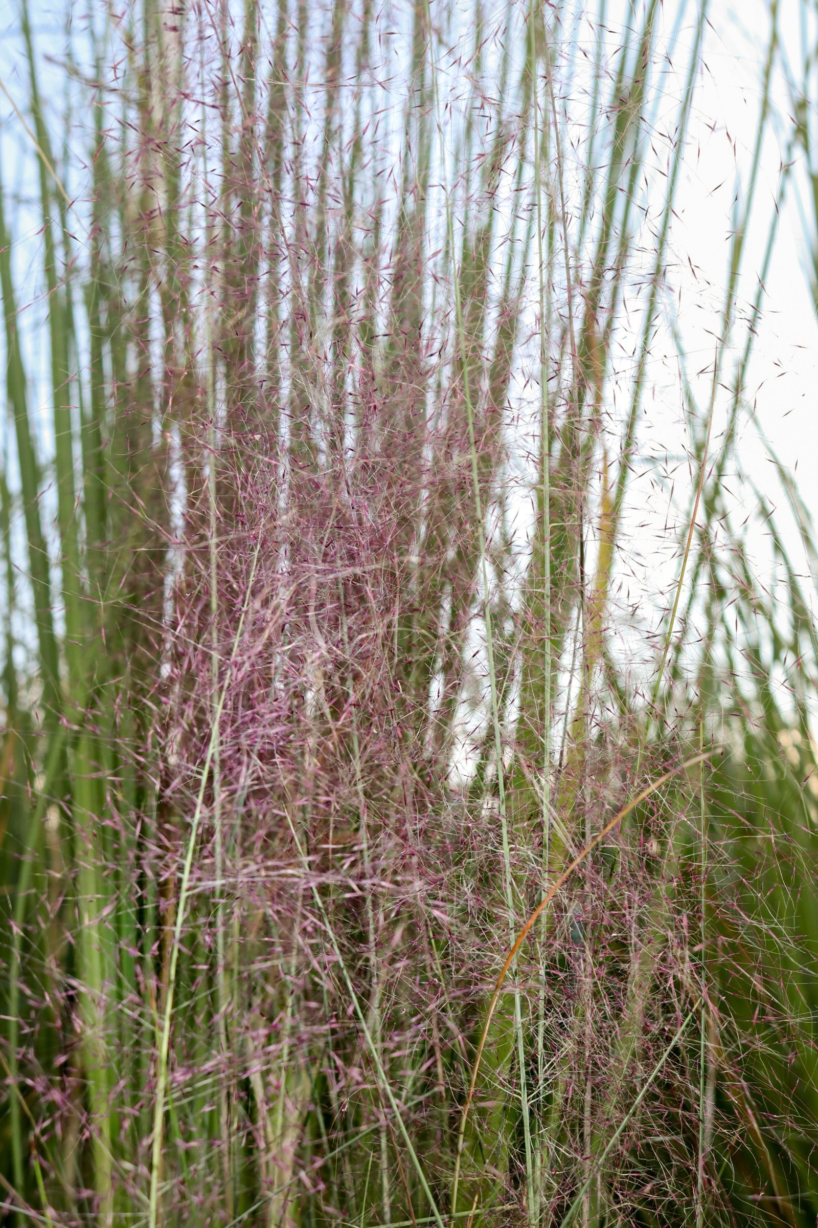 A bunch of tall grass with purple flowers growing in a field.
