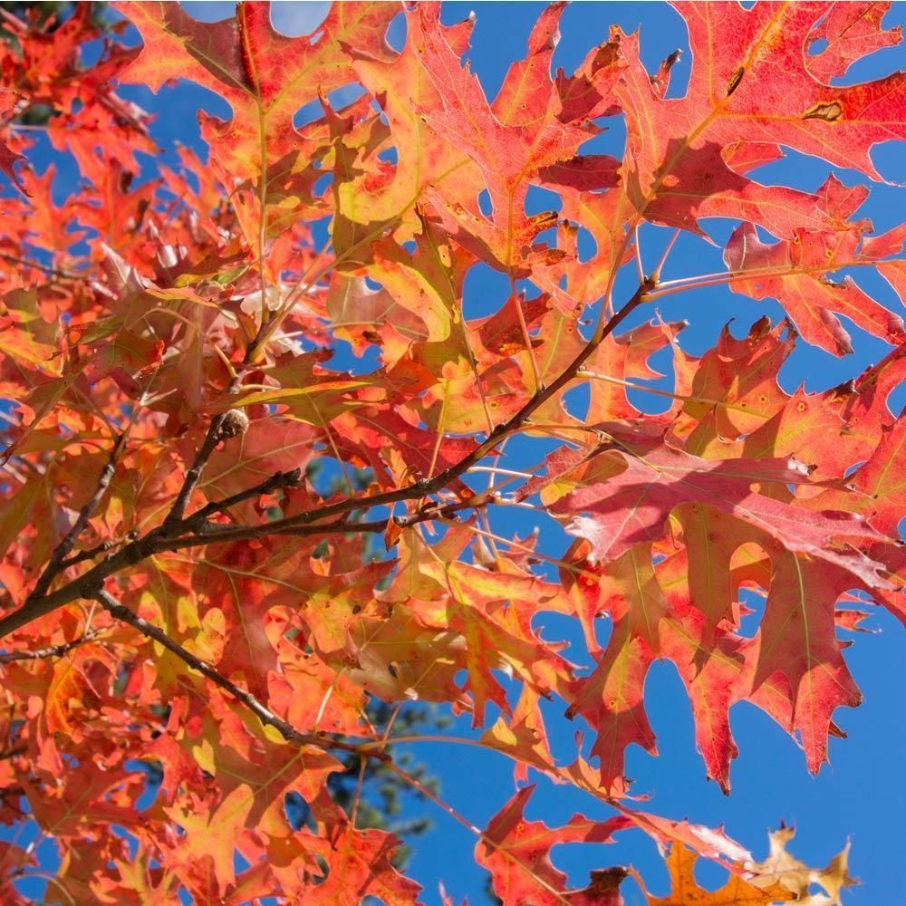 A tree with red and yellow leaves against a blue sky