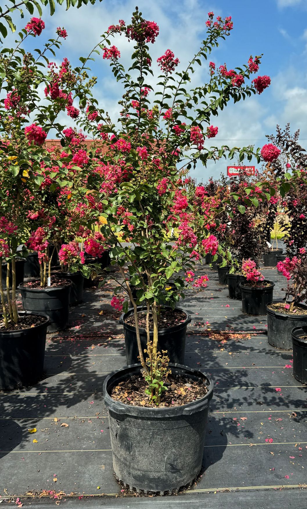 A large potted plant with pink flowers is in a garden.