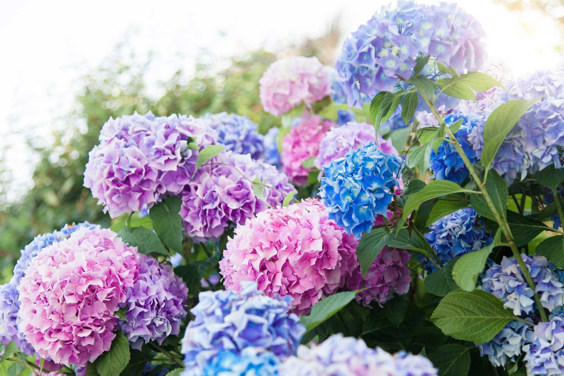 A bush of pink and blue hydrangea flowers with green leaves.