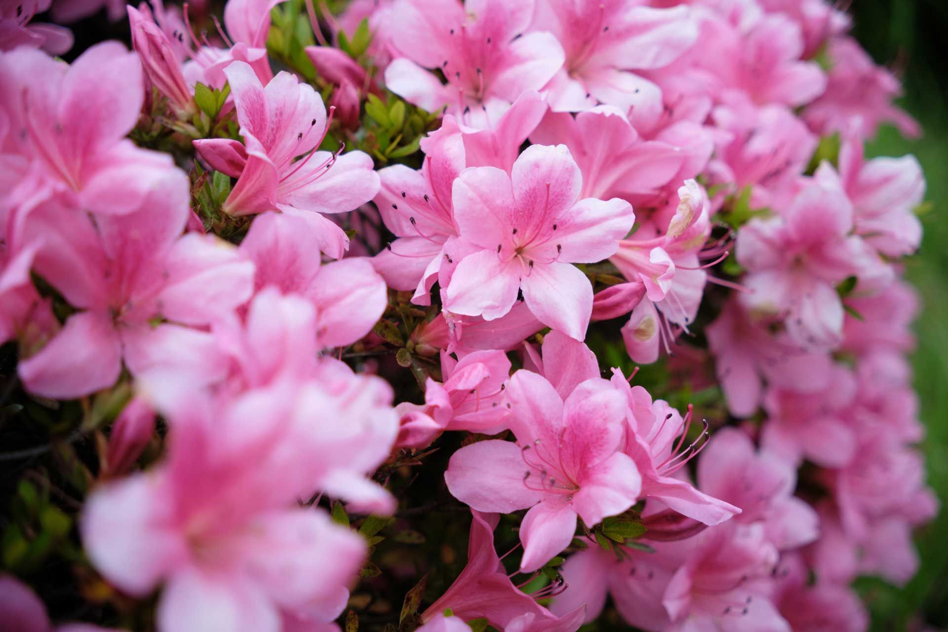 A bunch of pink flowers are growing on a bush.