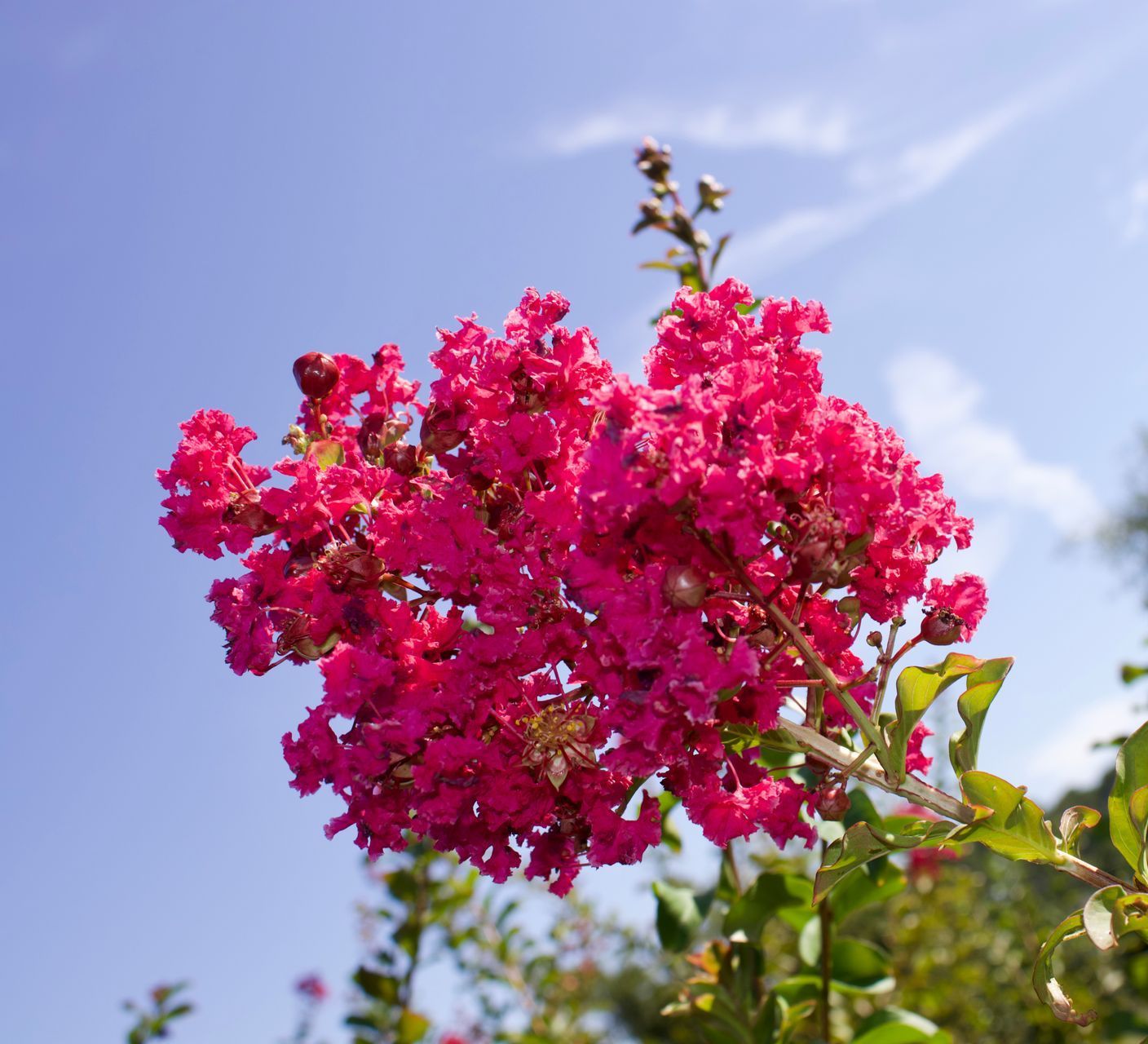 A close up of a pink flower with a blue sky in the background.