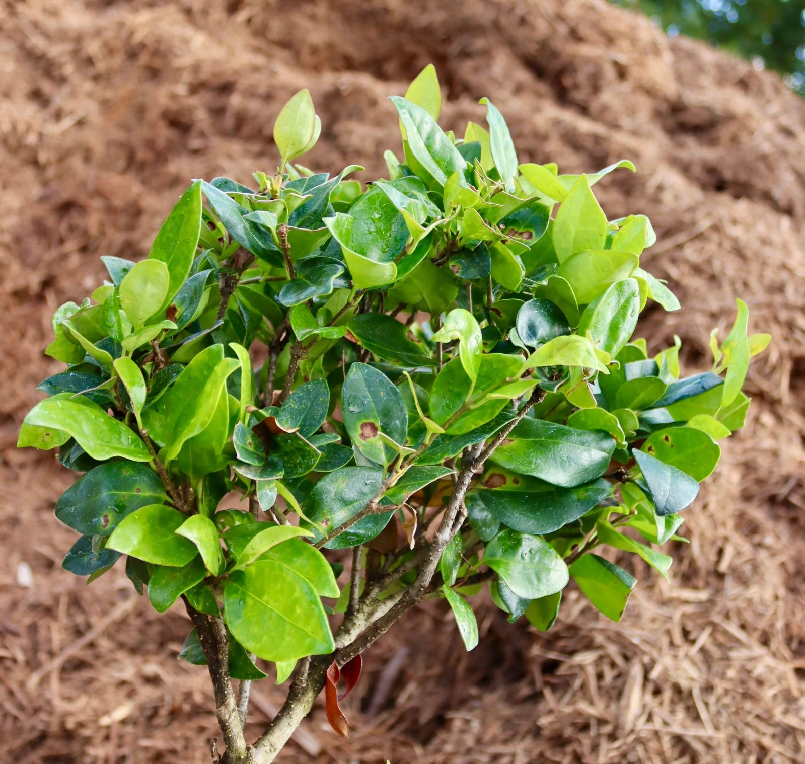 A small plant with green leaves is growing in front of a pile of mulch.