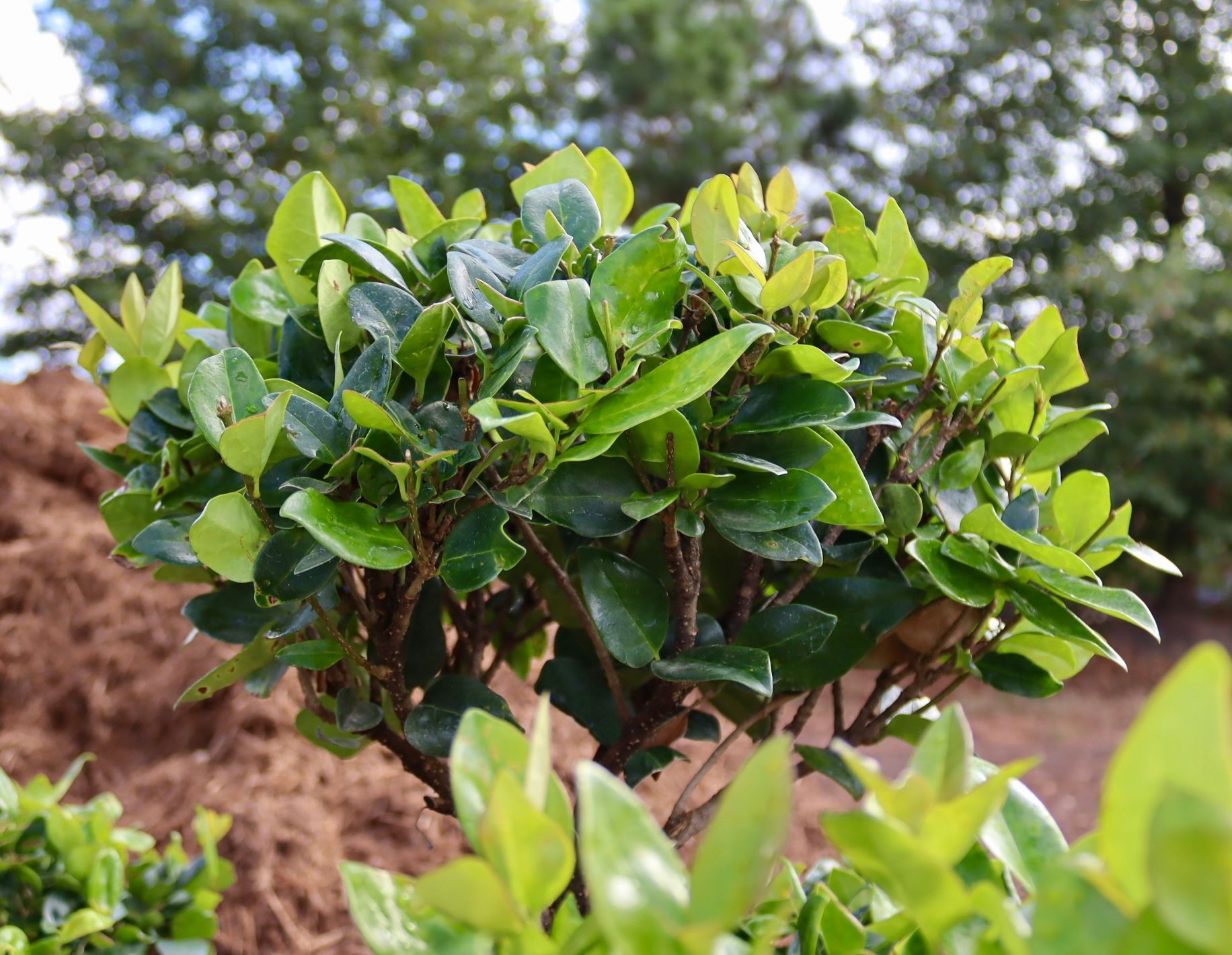 A close up of a plant with lots of green leaves.