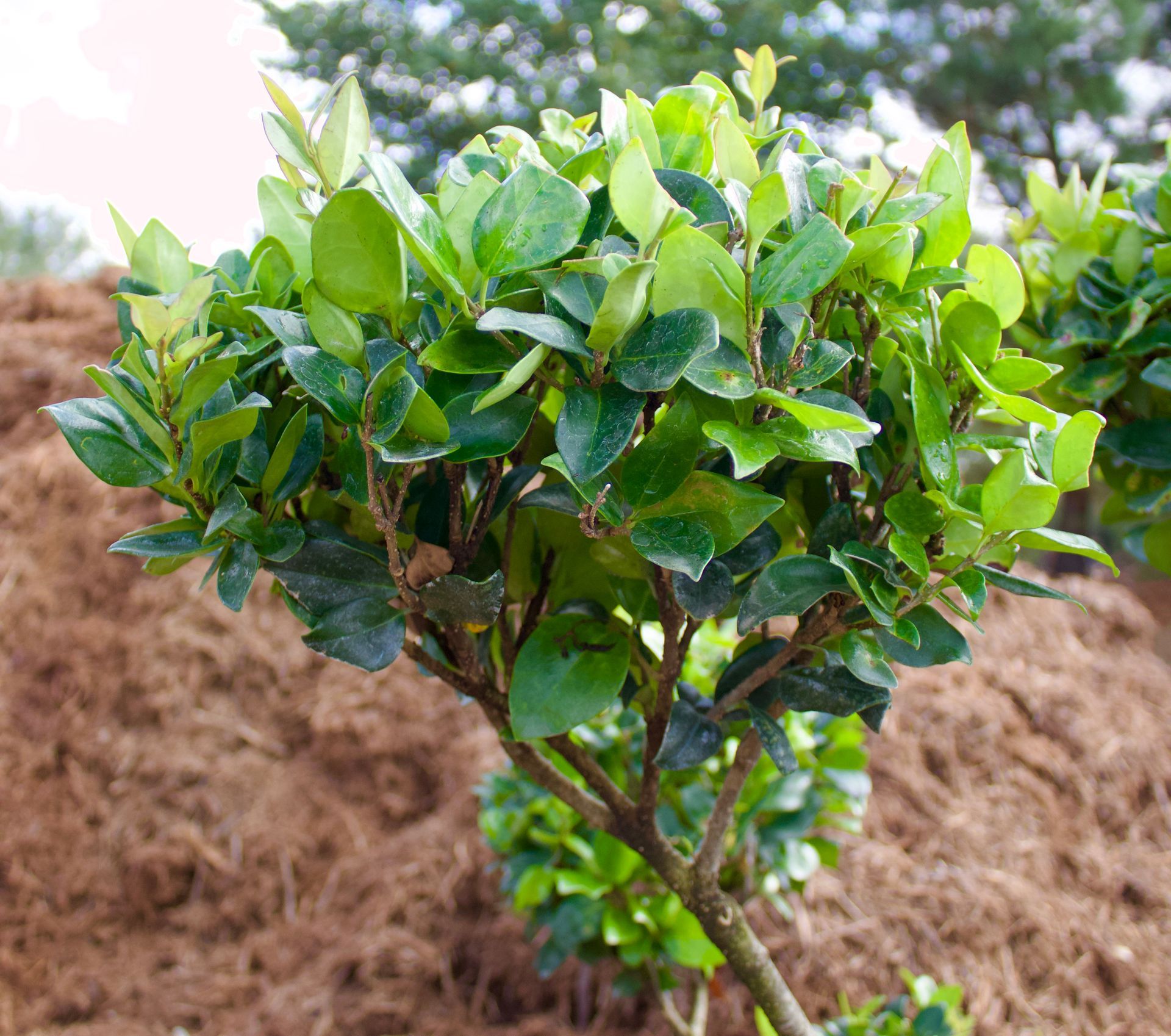 A small tree with lots of green leaves is growing in the dirt.